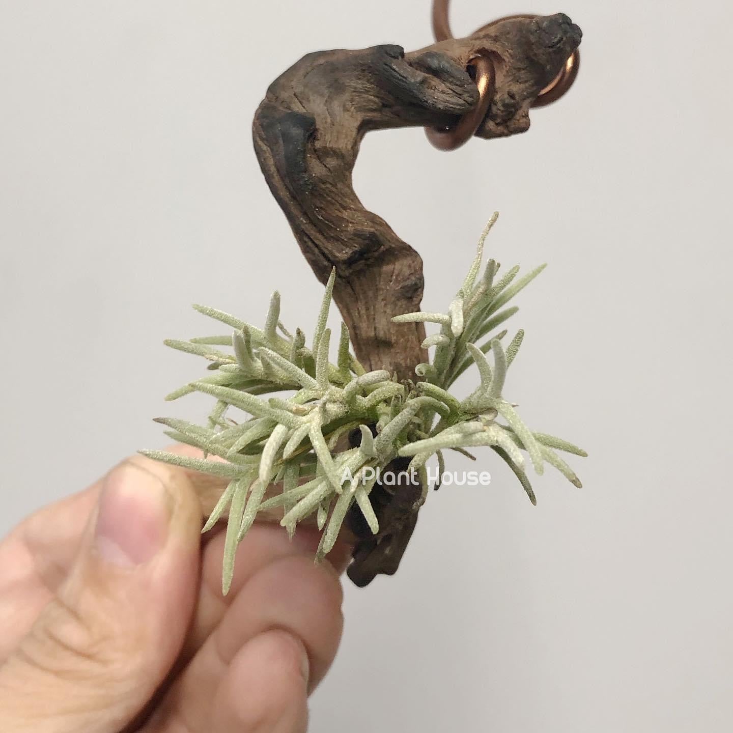 Tillandsia Capillaris Type 4