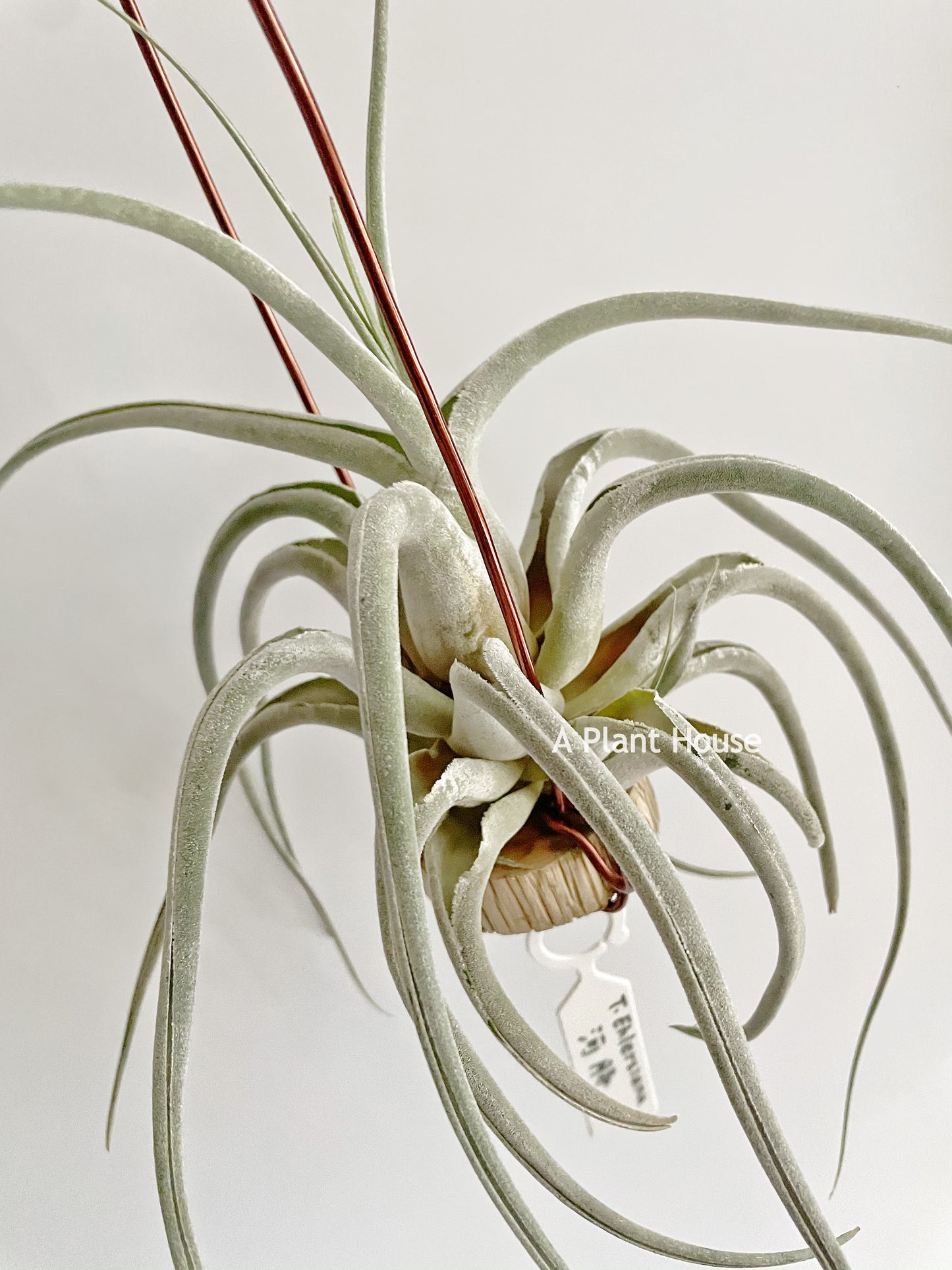 Tillandsia Ehlersiana
