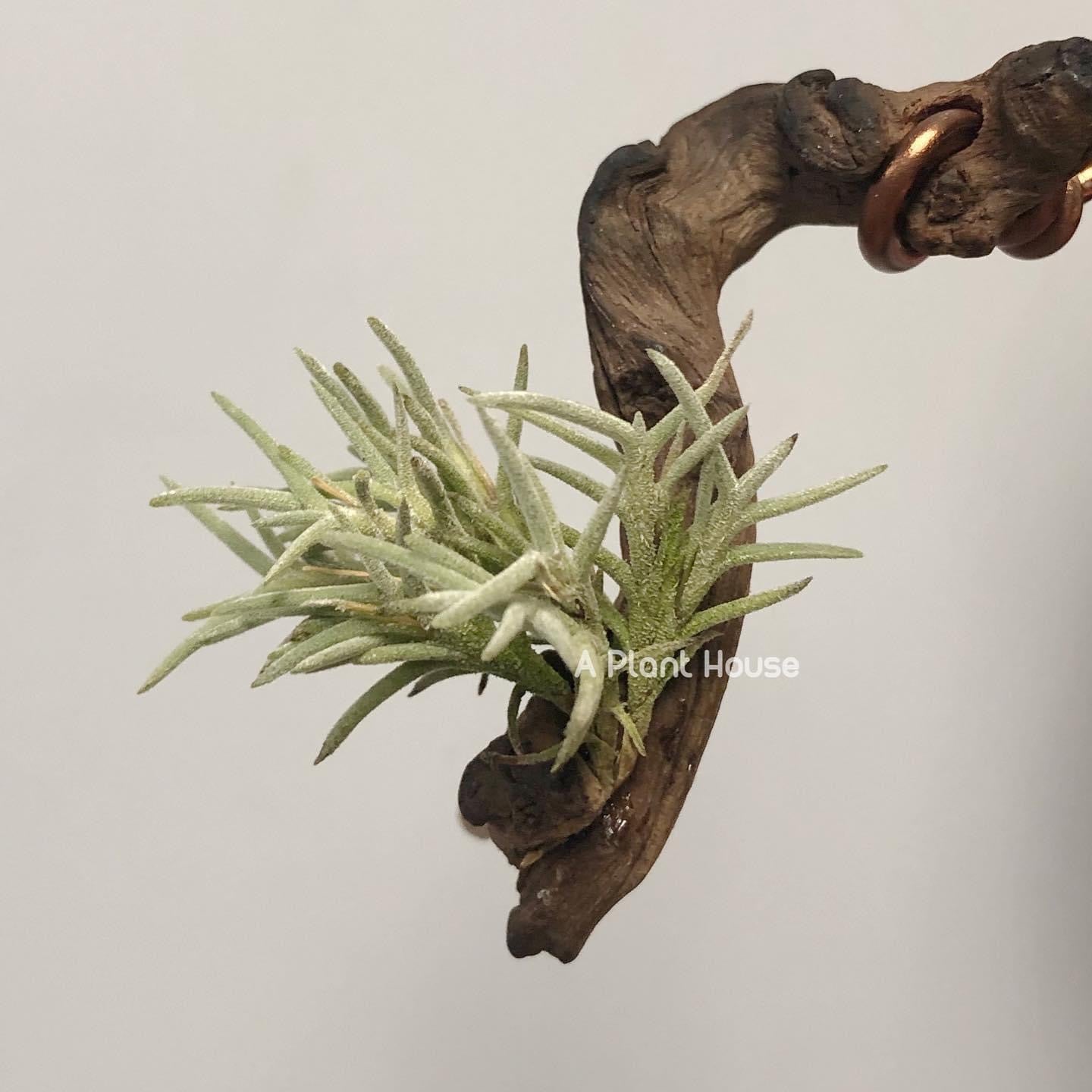 Tillandsia Capillaris Type 4