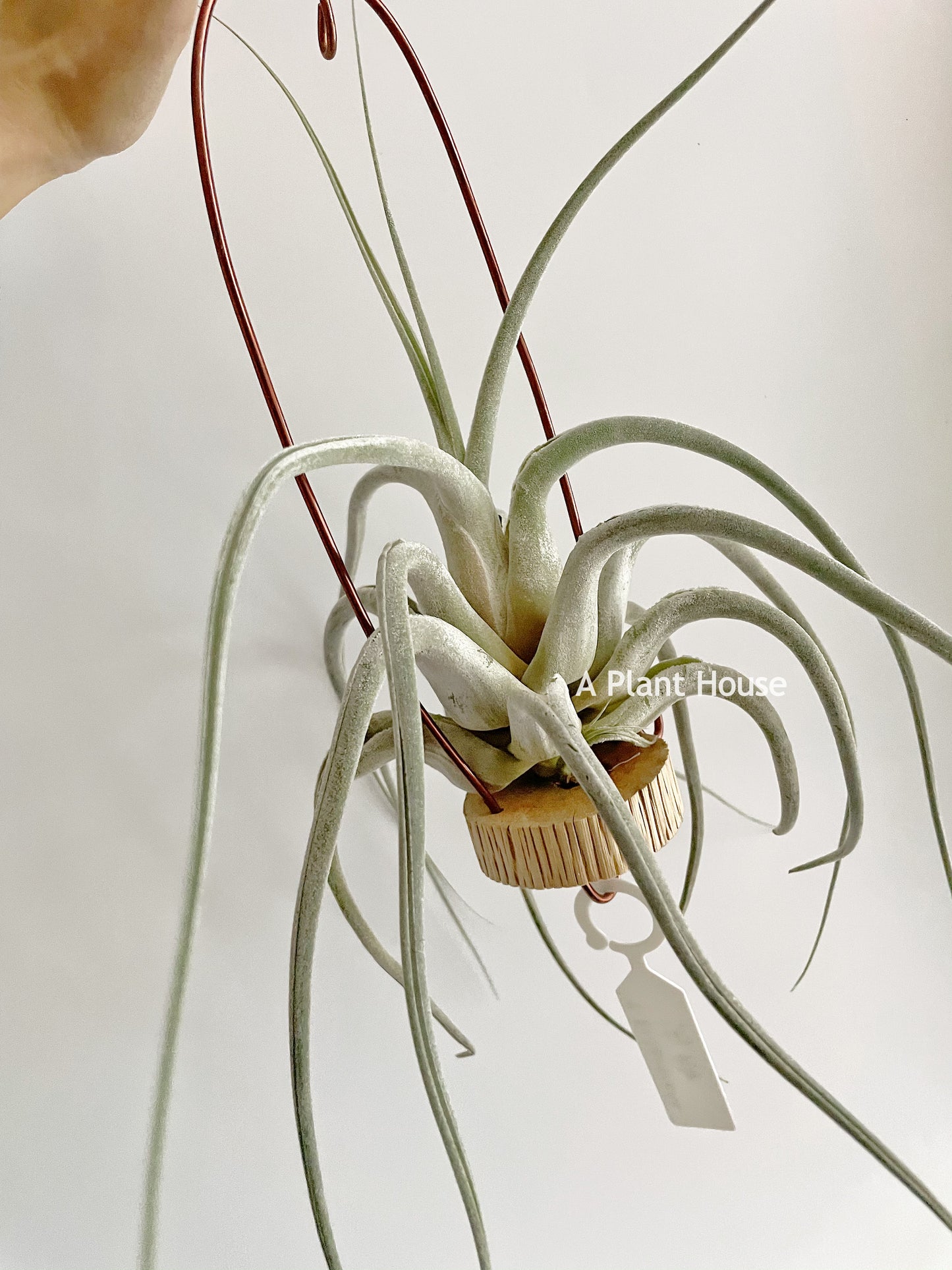 Tillandsia Ehlersiana