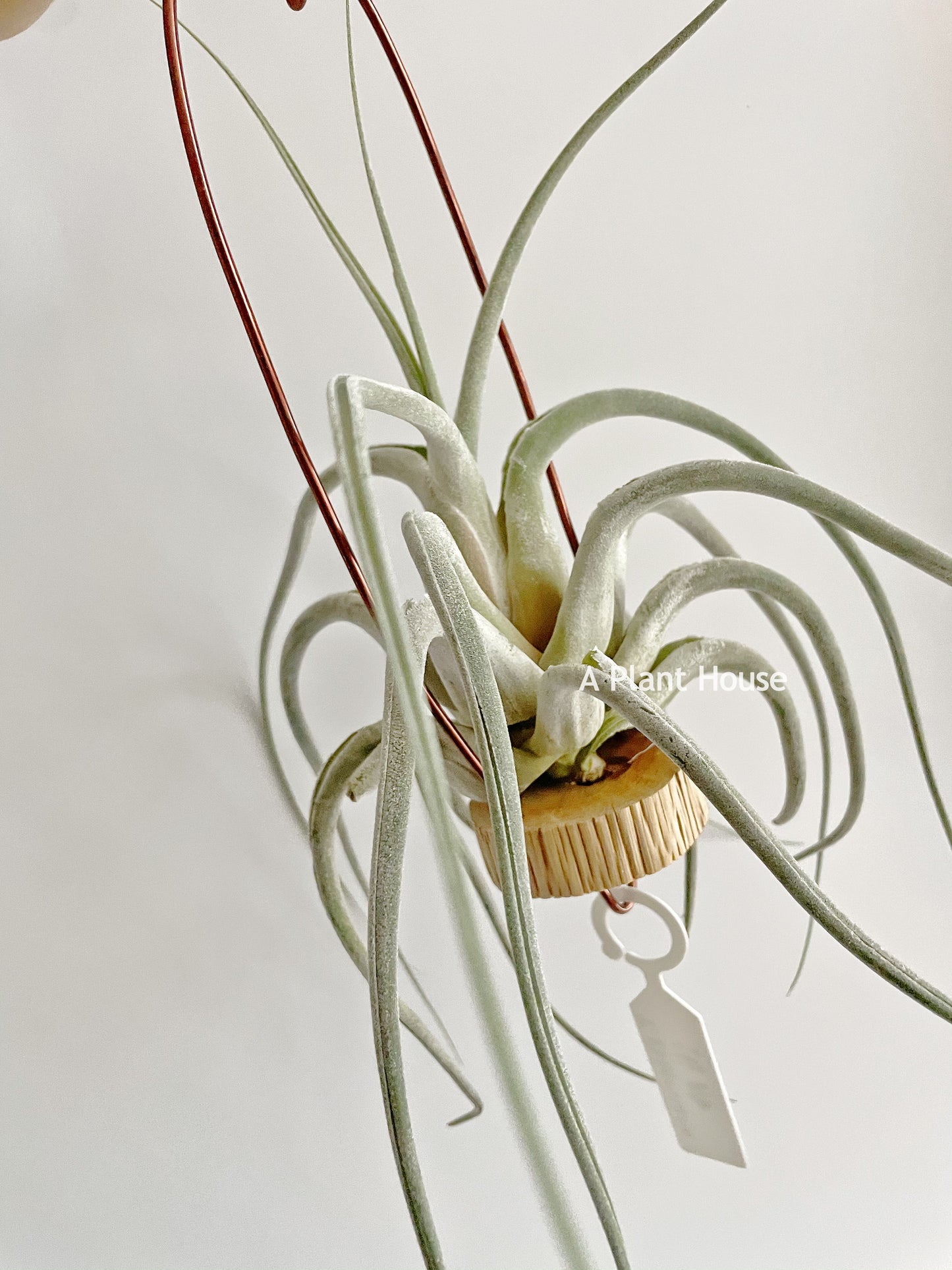 Tillandsia Ehlersiana