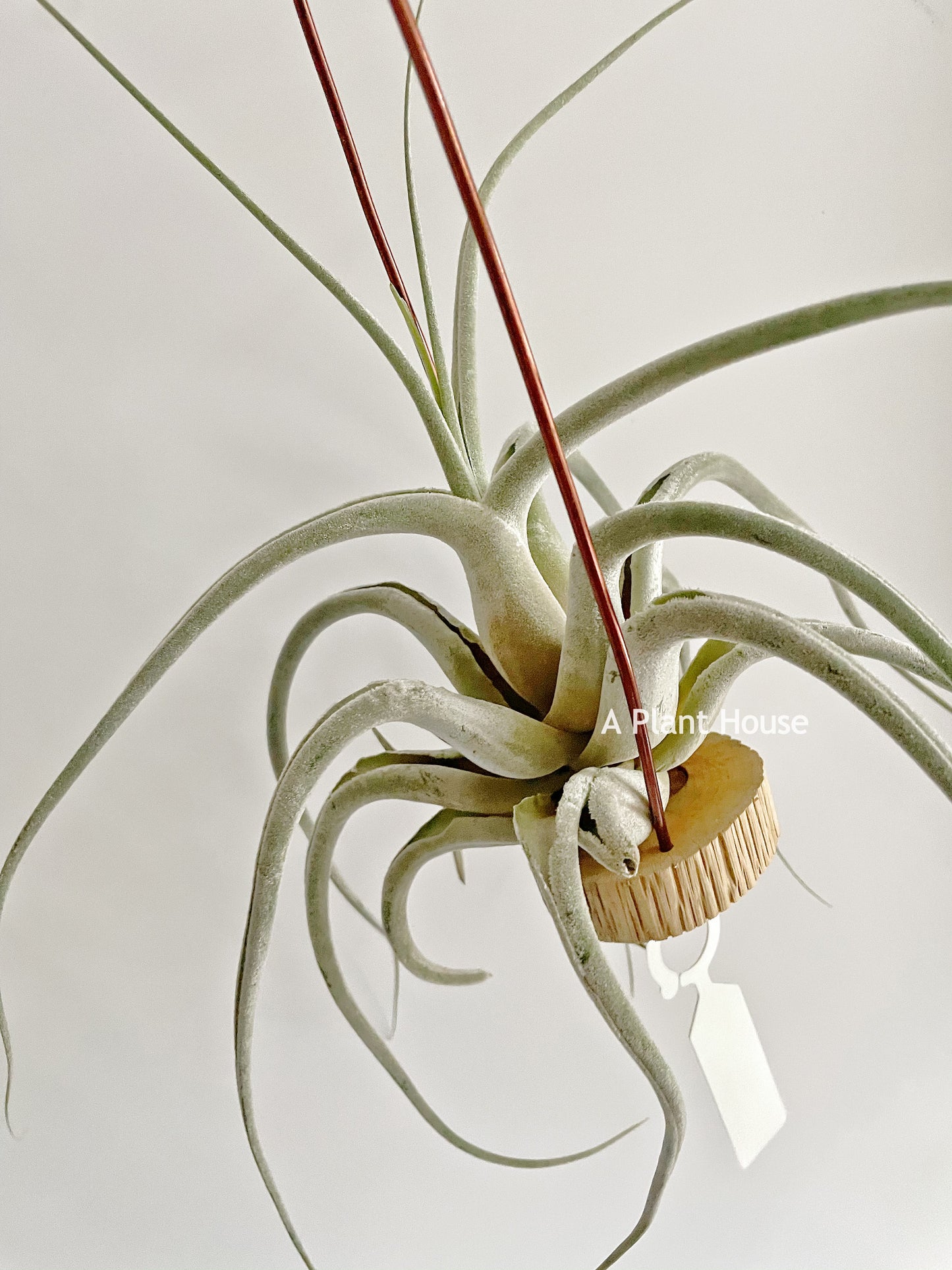 Tillandsia Ehlersiana