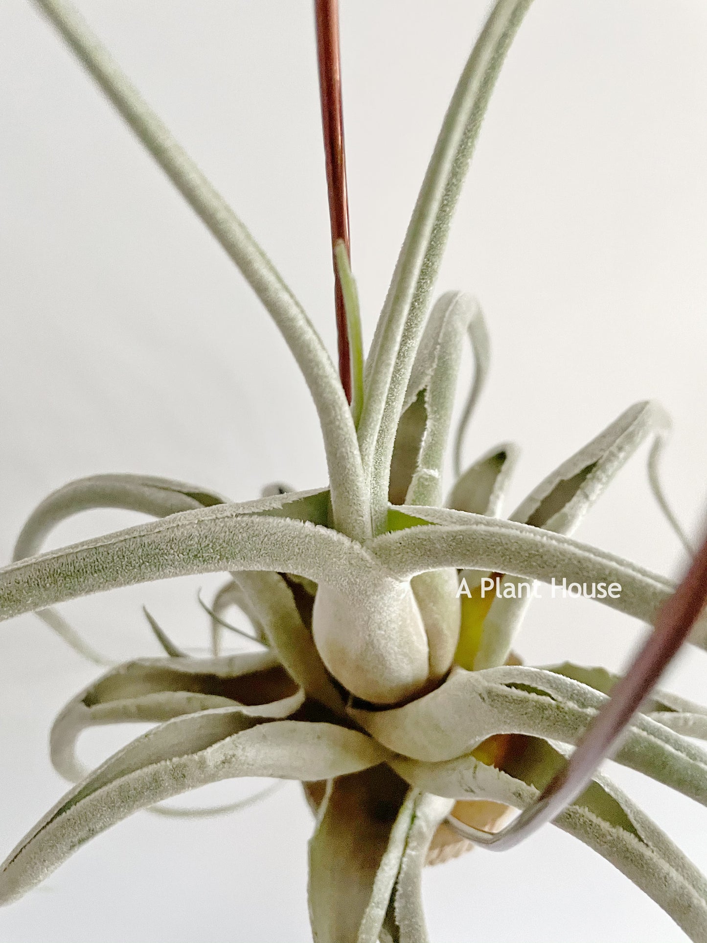 Tillandsia Ehlersiana