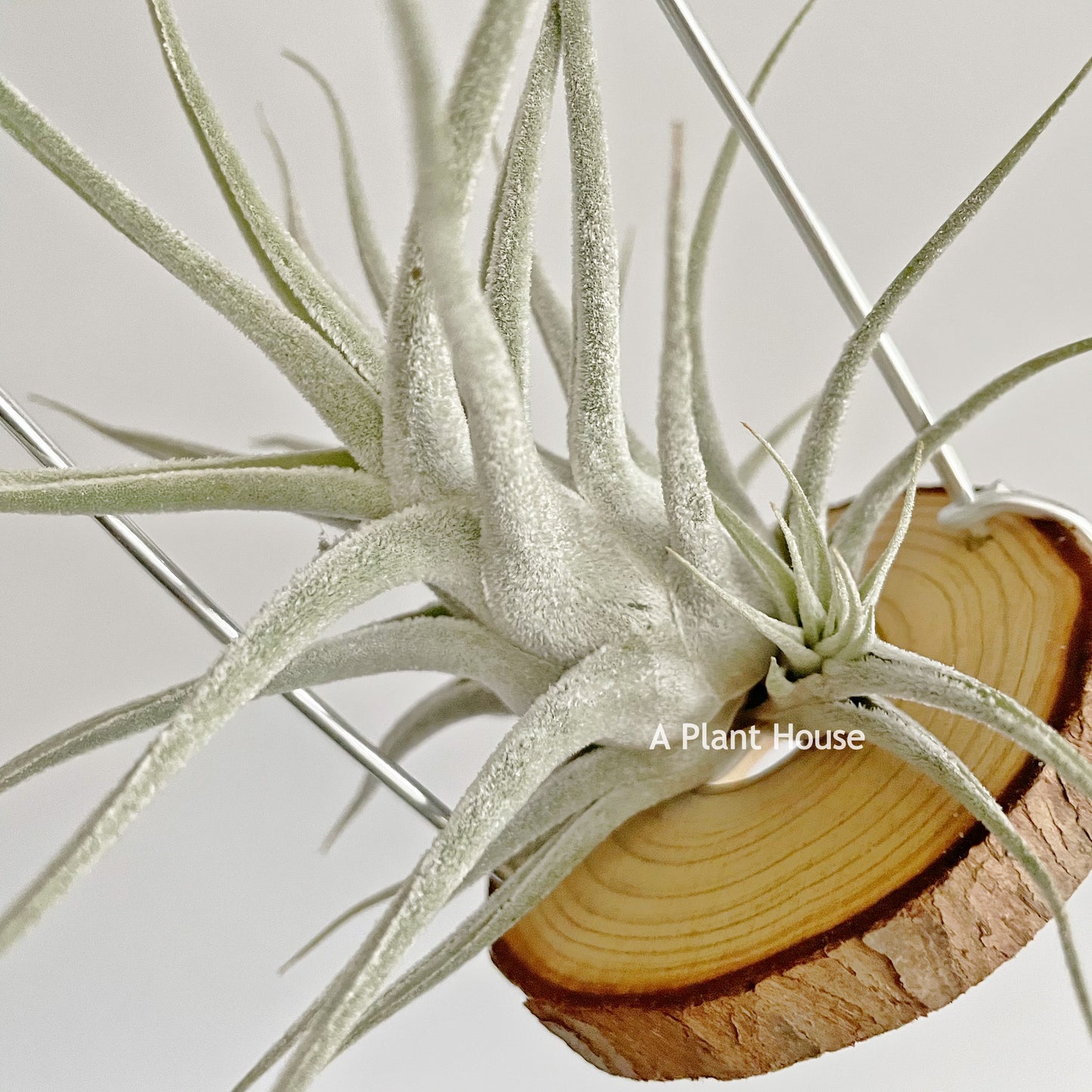 Tillandsia Ehlersiana specimen
