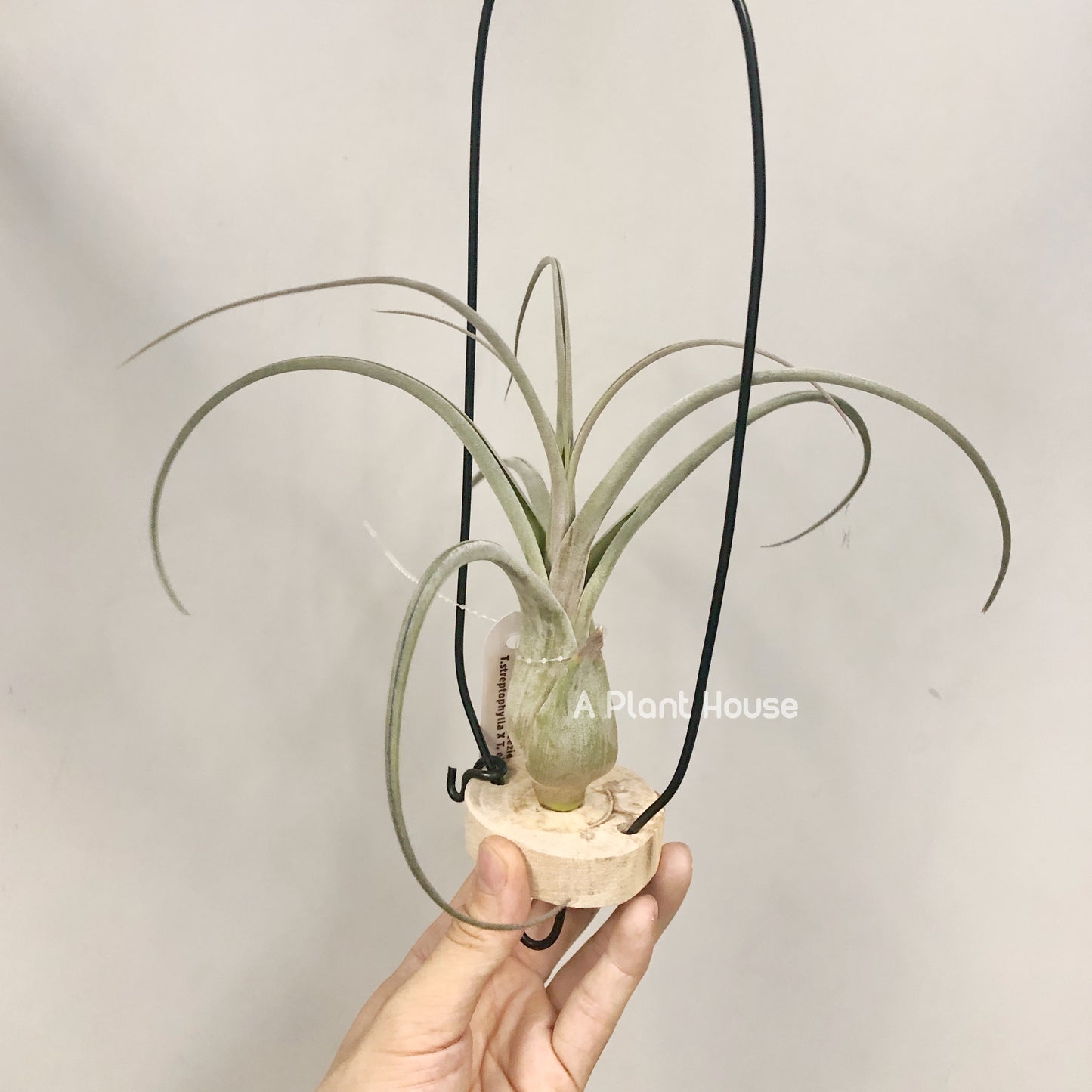 Tillandsia Beezie
