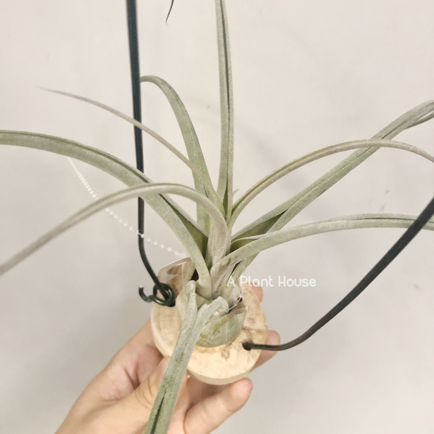 Tillandsia Beezie