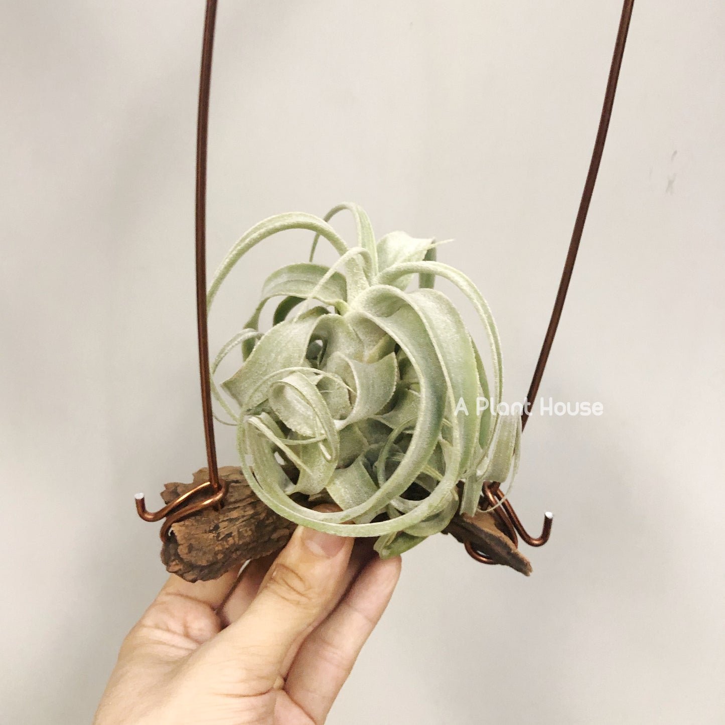 Tillandsia Bea Correale x Diguetii