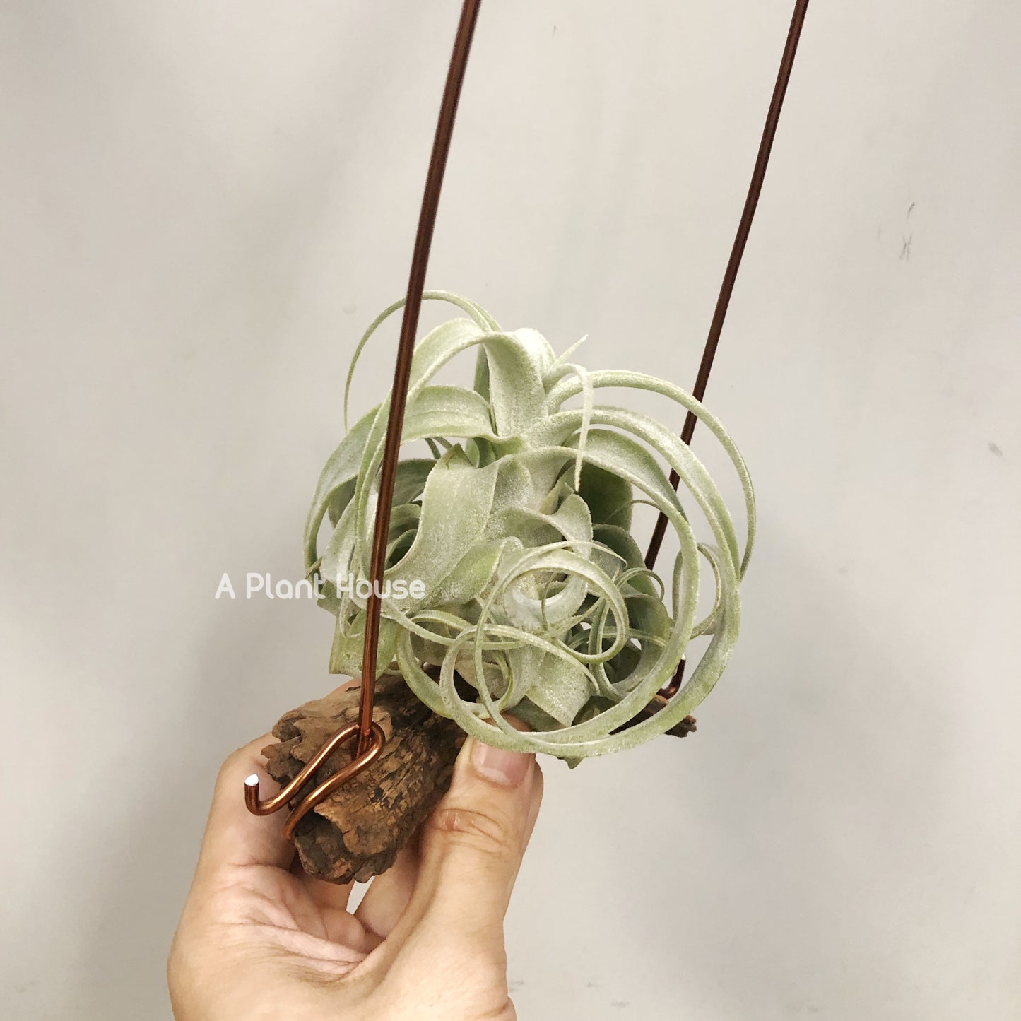 Tillandsia Bea Correale x Diguetii