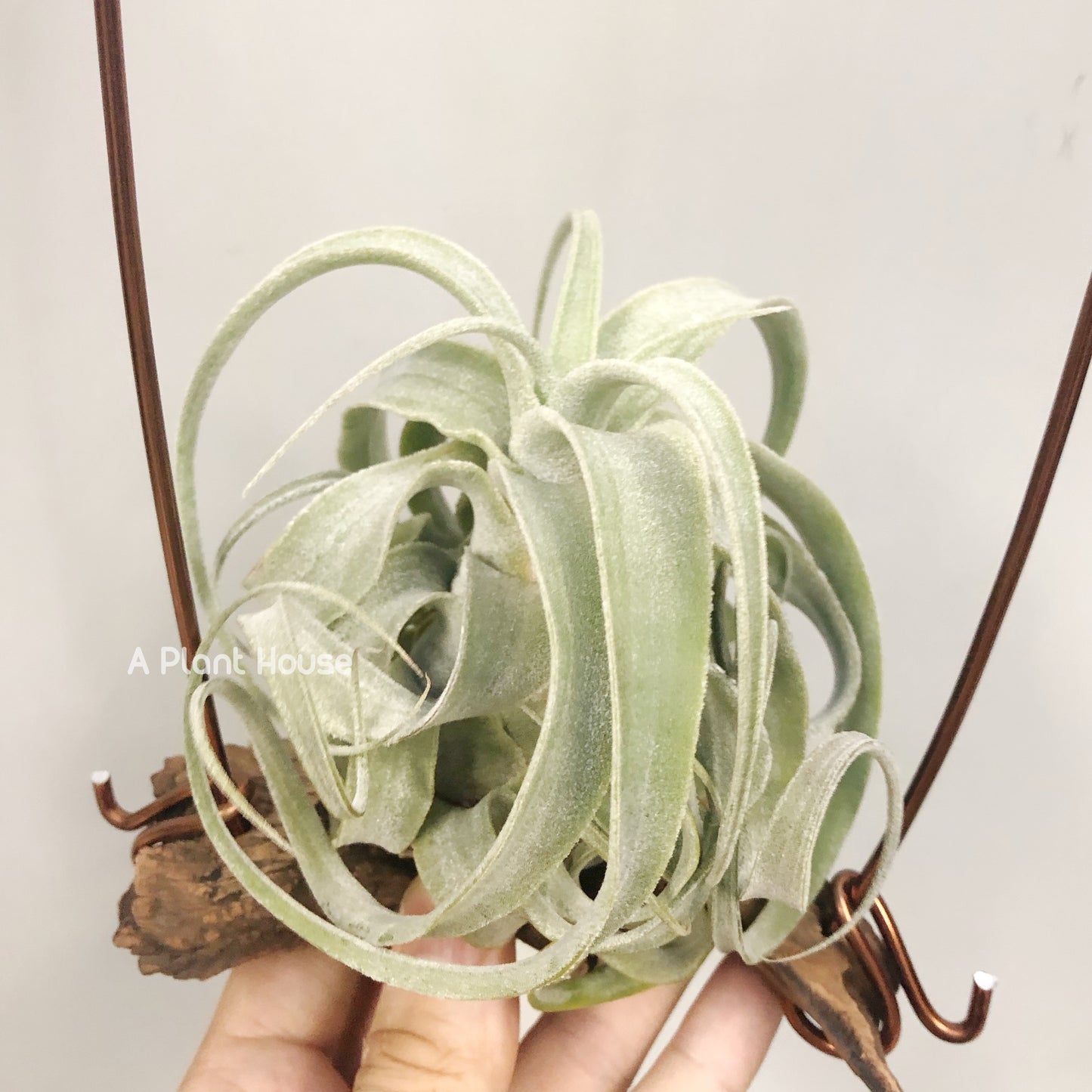 Tillandsia Bea Correale x Diguetii