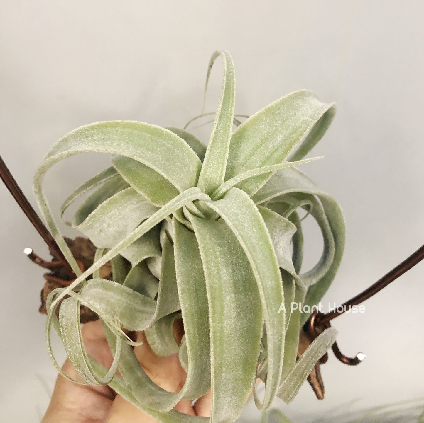 Tillandsia Bea Correale x Diguetii