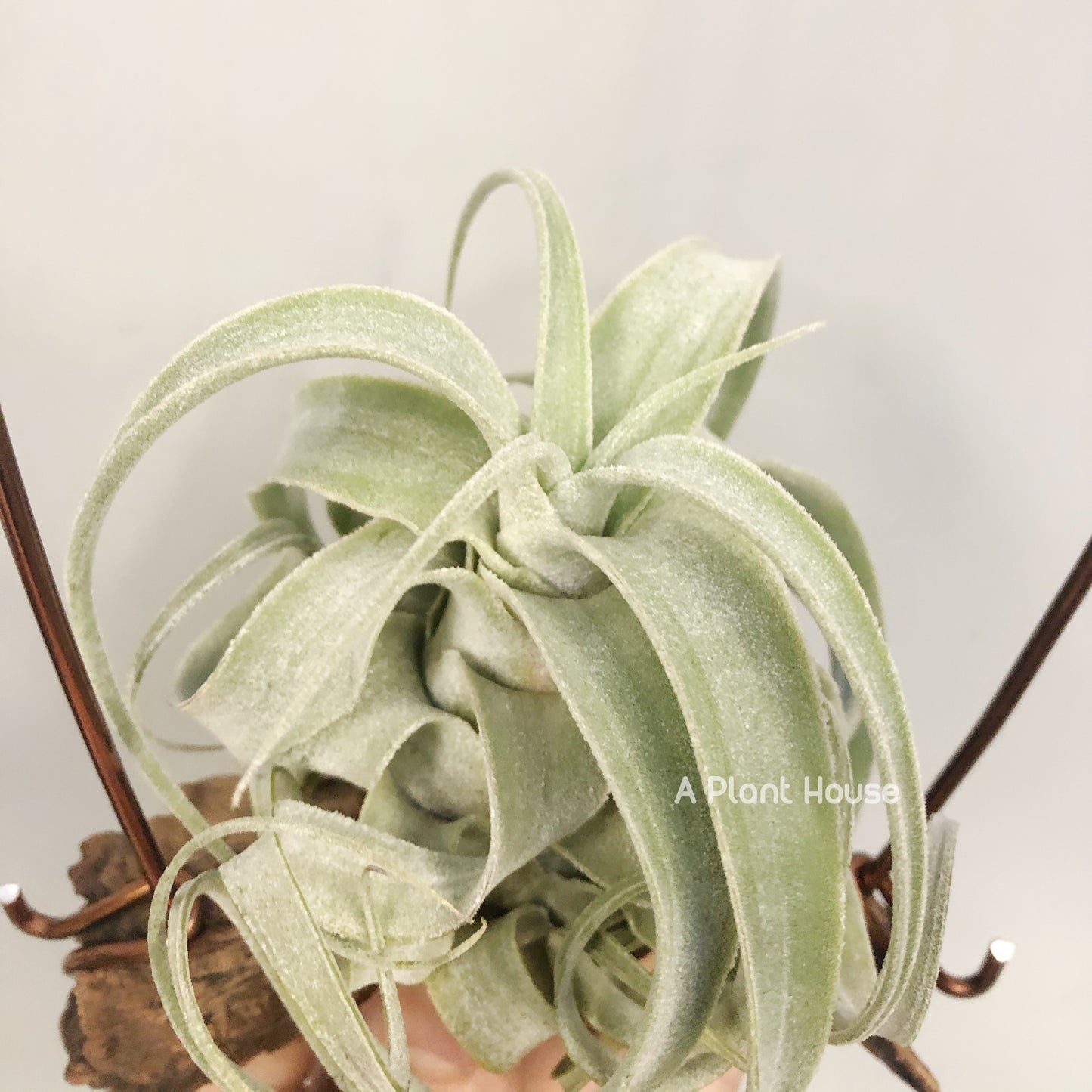 Tillandsia Bea Correale x Diguetii