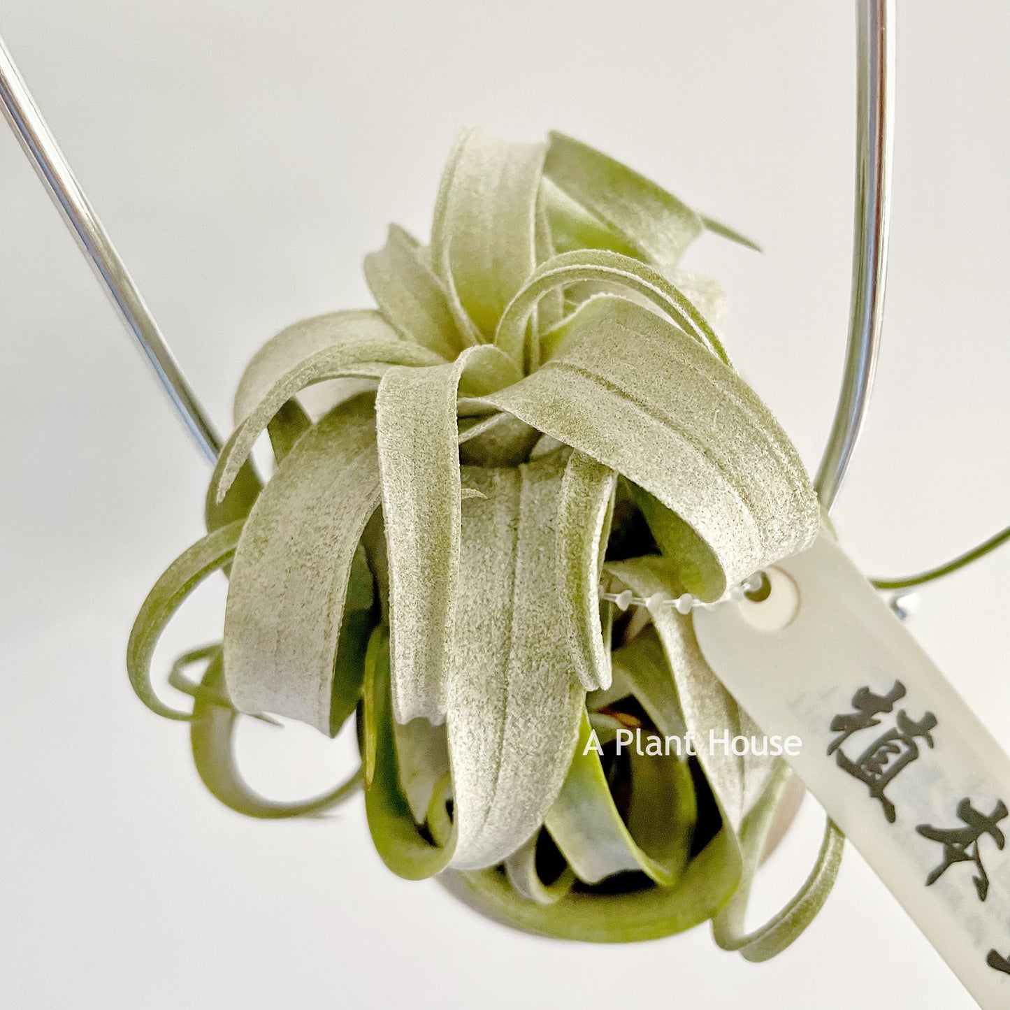 Tillandsia Wonder of Wonders