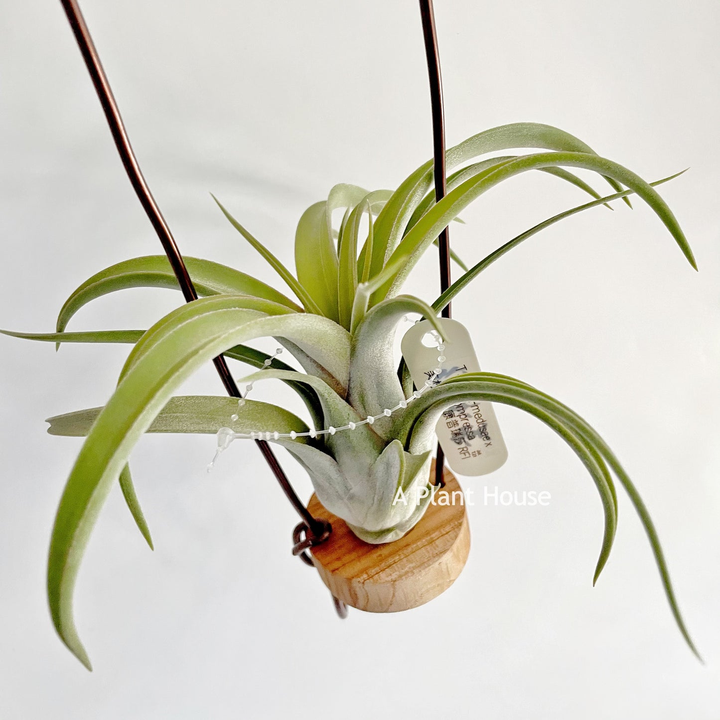 Tillandsia standing by