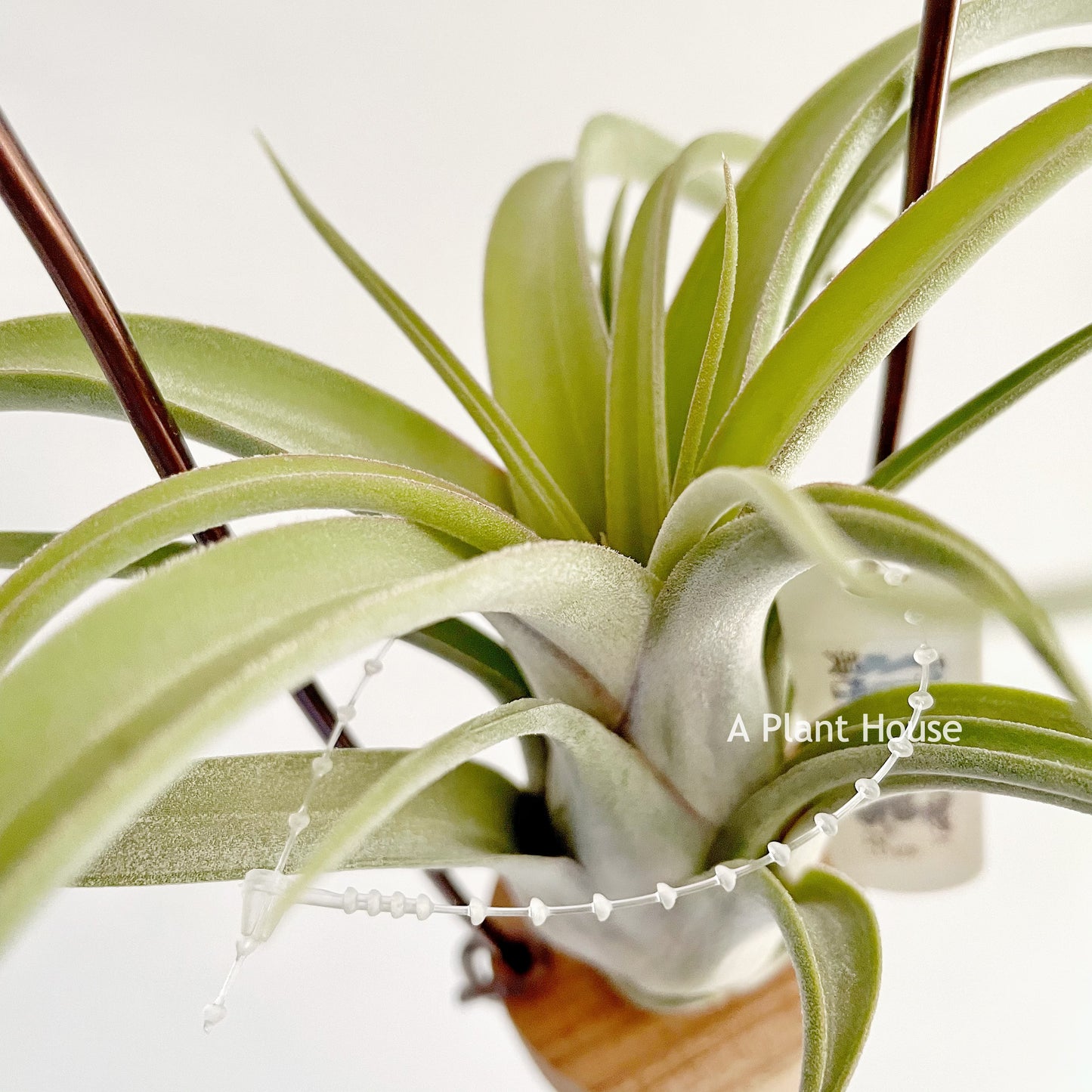 Tillandsia standing by
