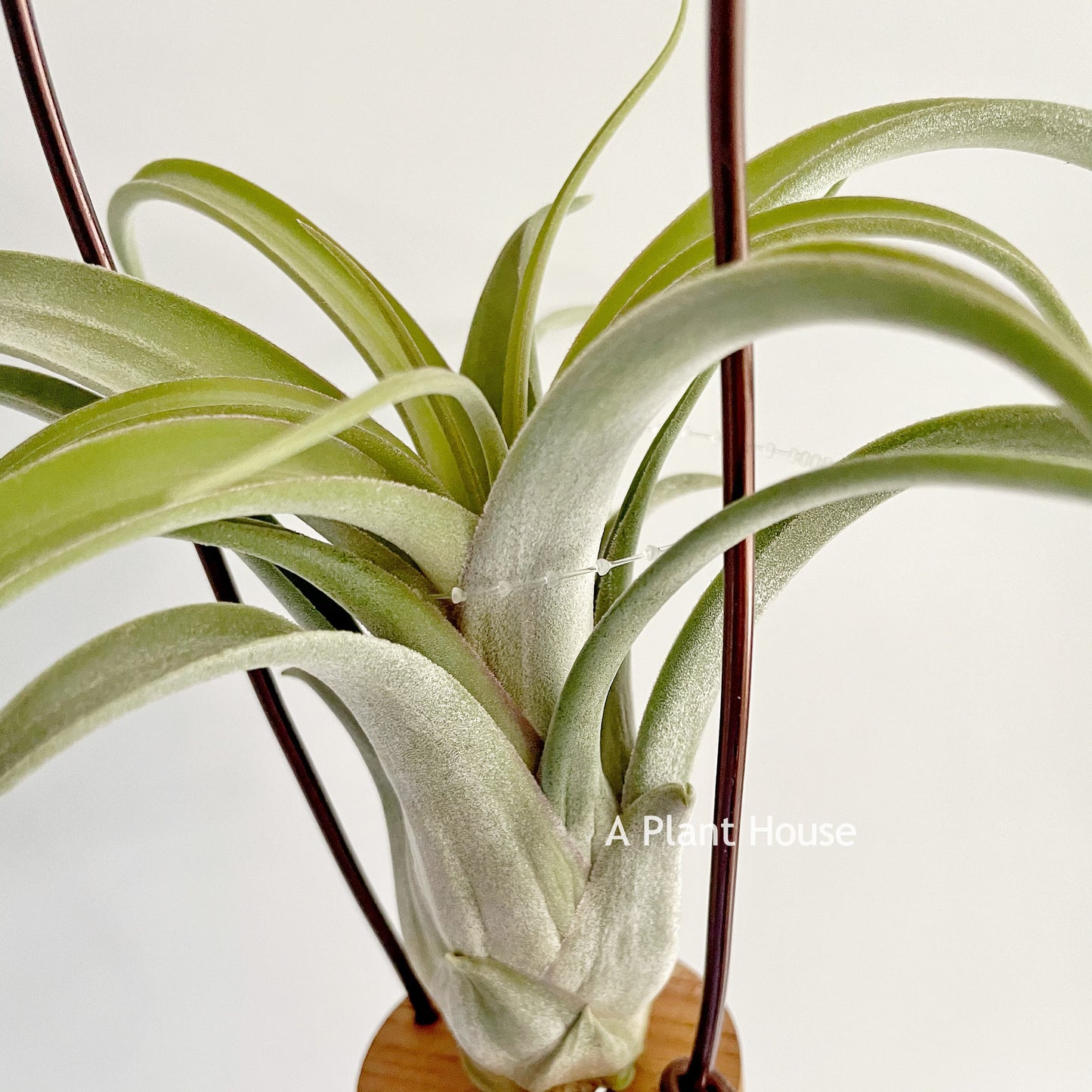 Tillandsia standing by