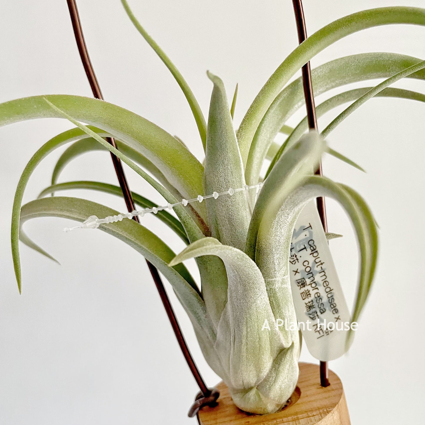 Tillandsia standing by