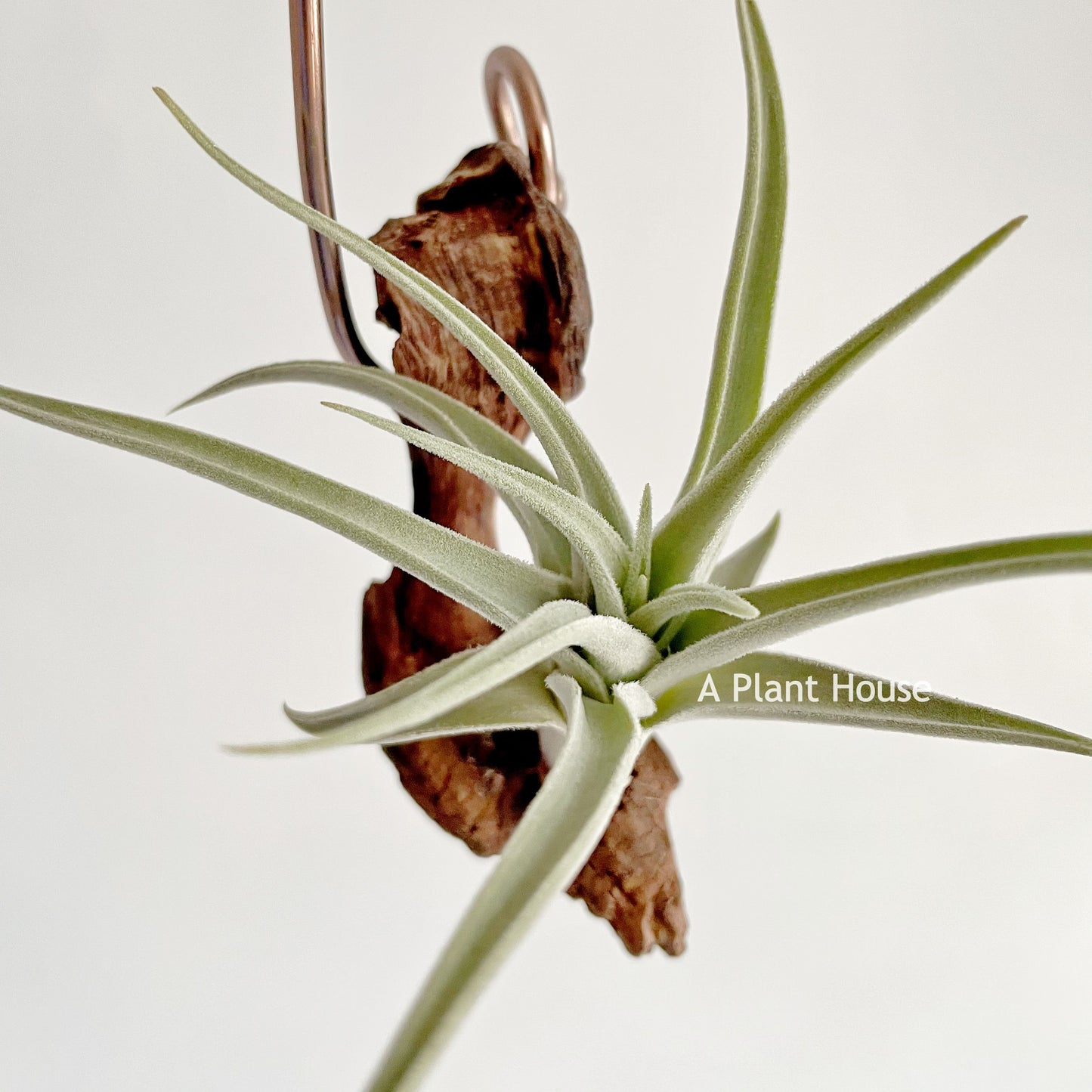 Tillandsia Chiletensis
