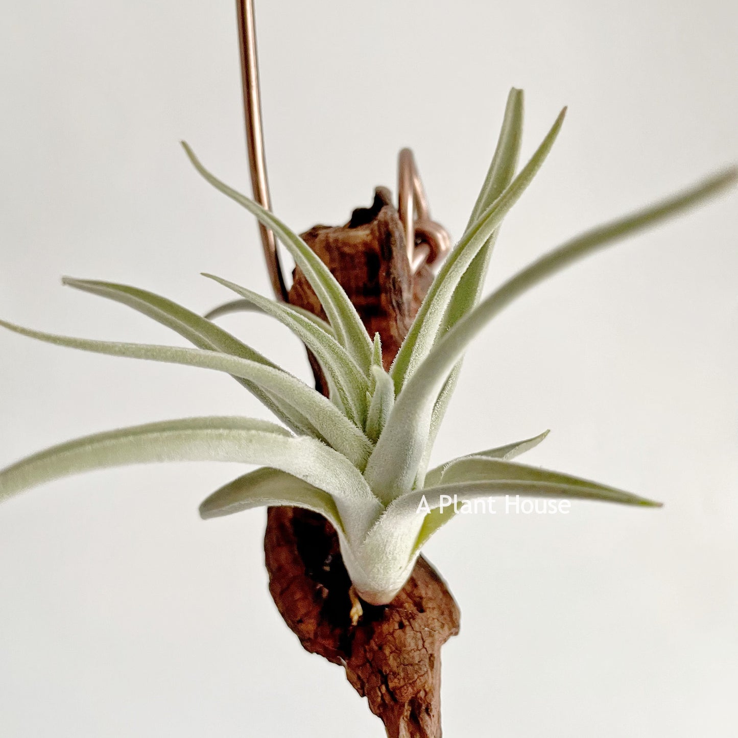 Tillandsia Chiletensis
