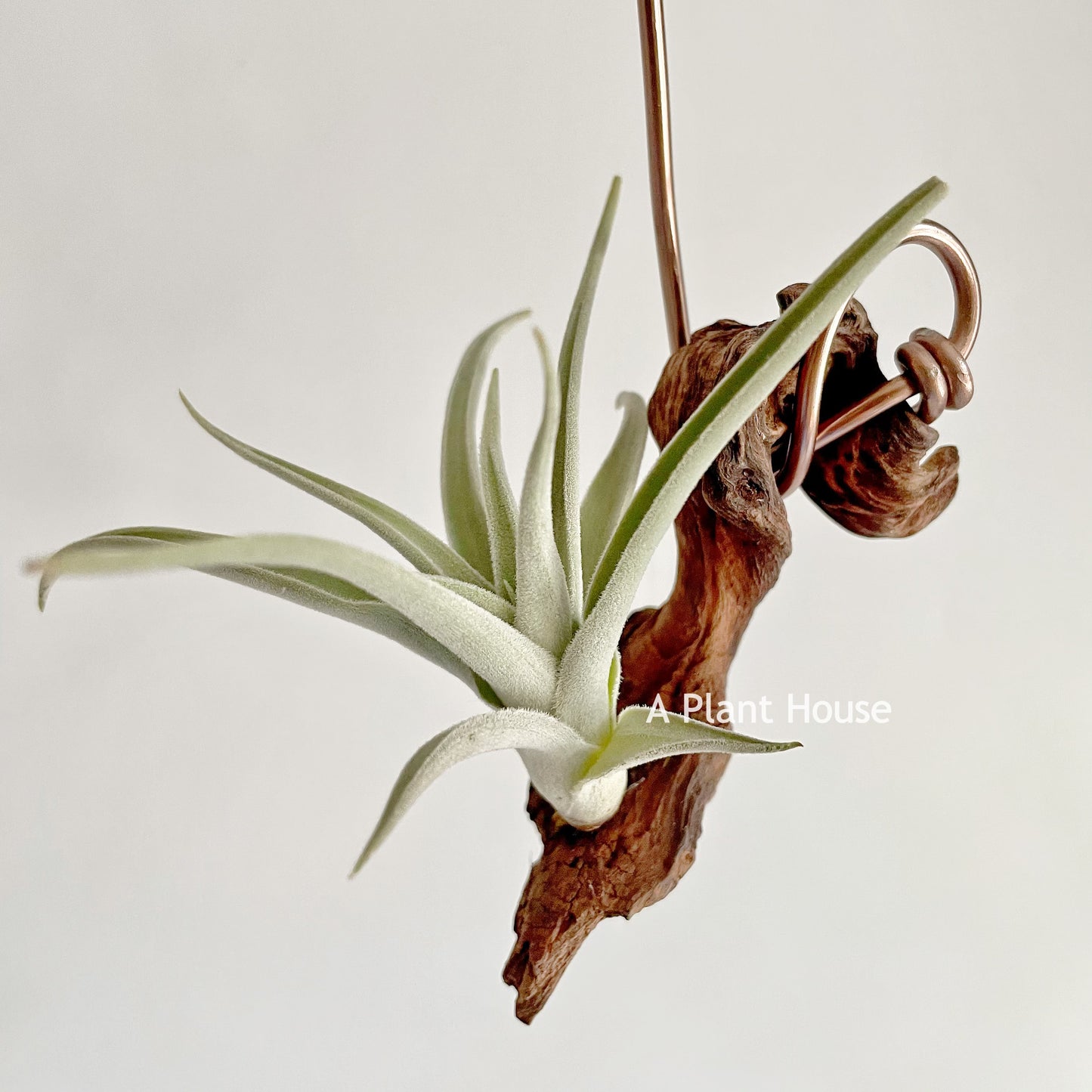 Tillandsia Chiletensis