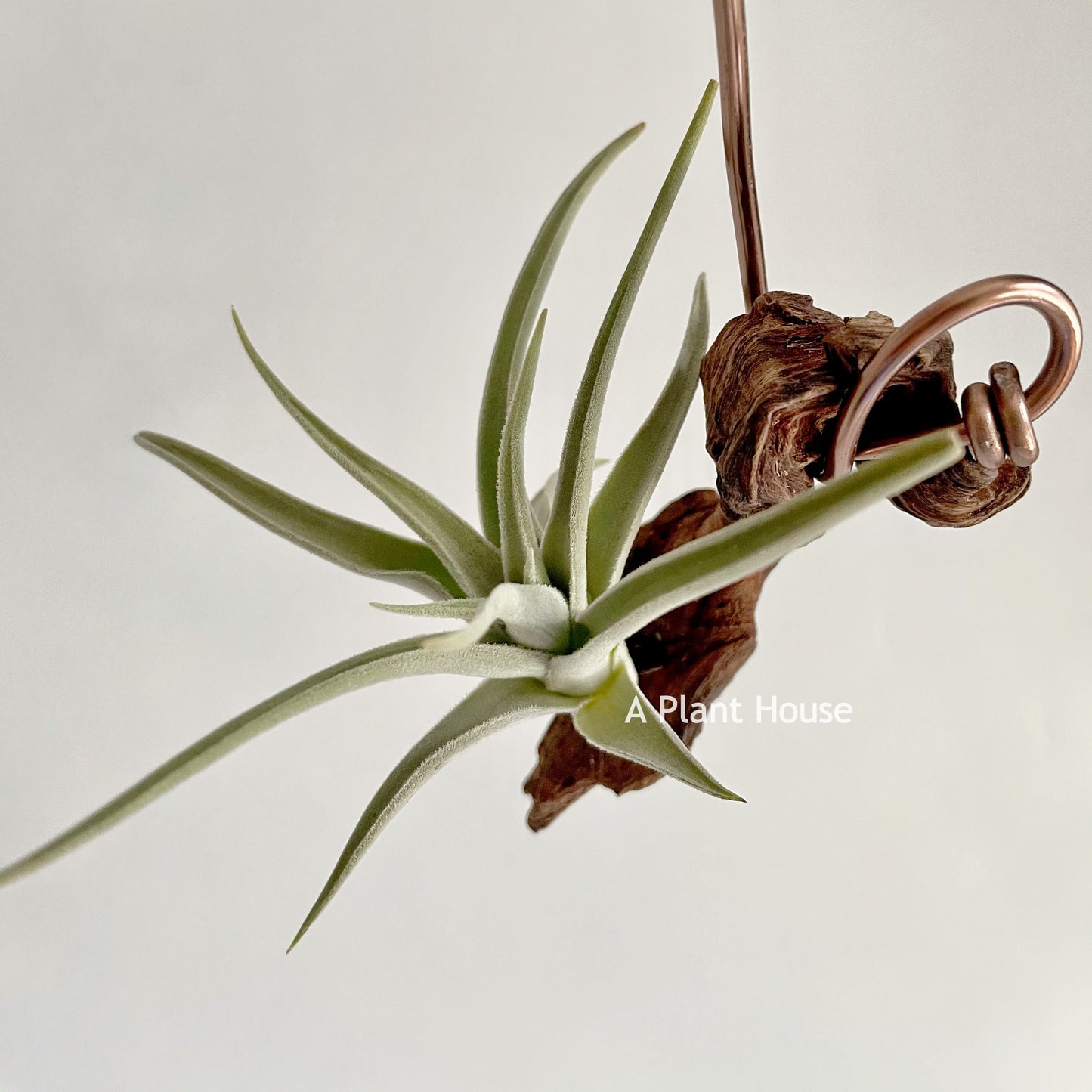 Tillandsia Chiletensis