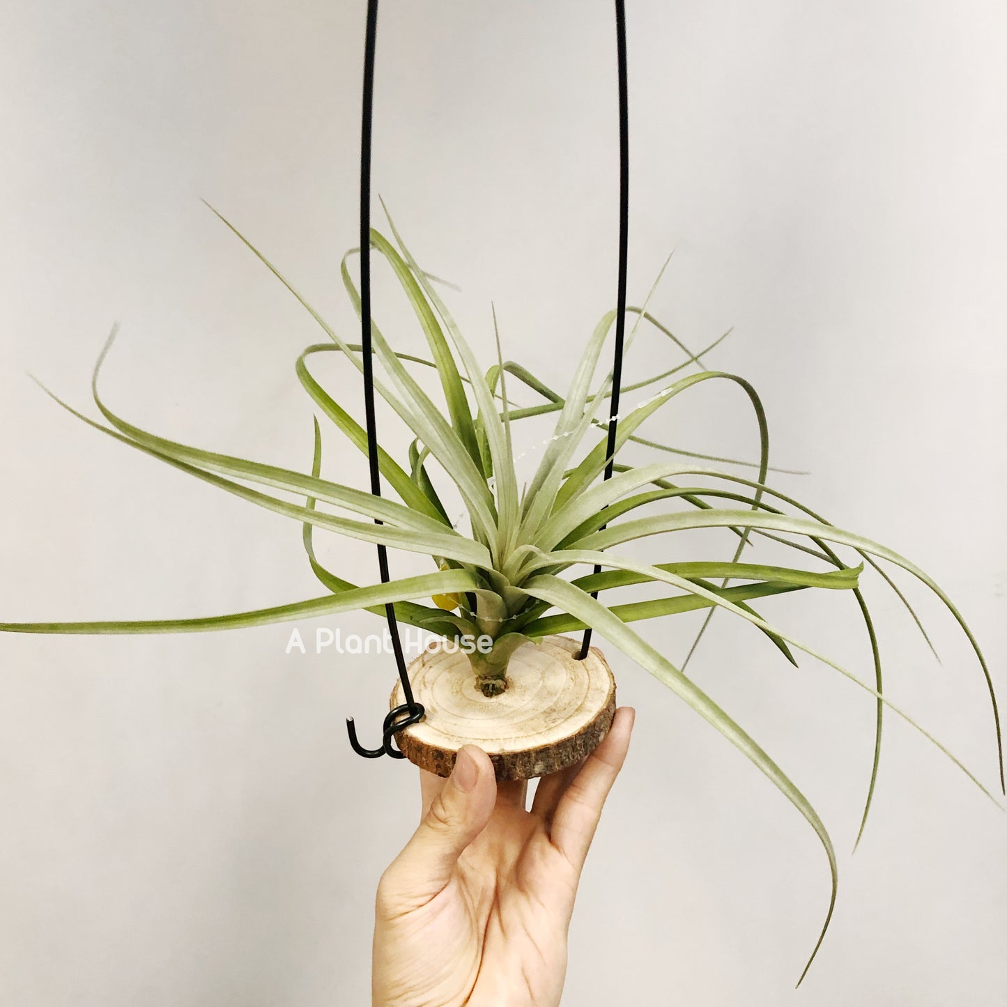 Tillandsia Zacapanensis x Floridiana