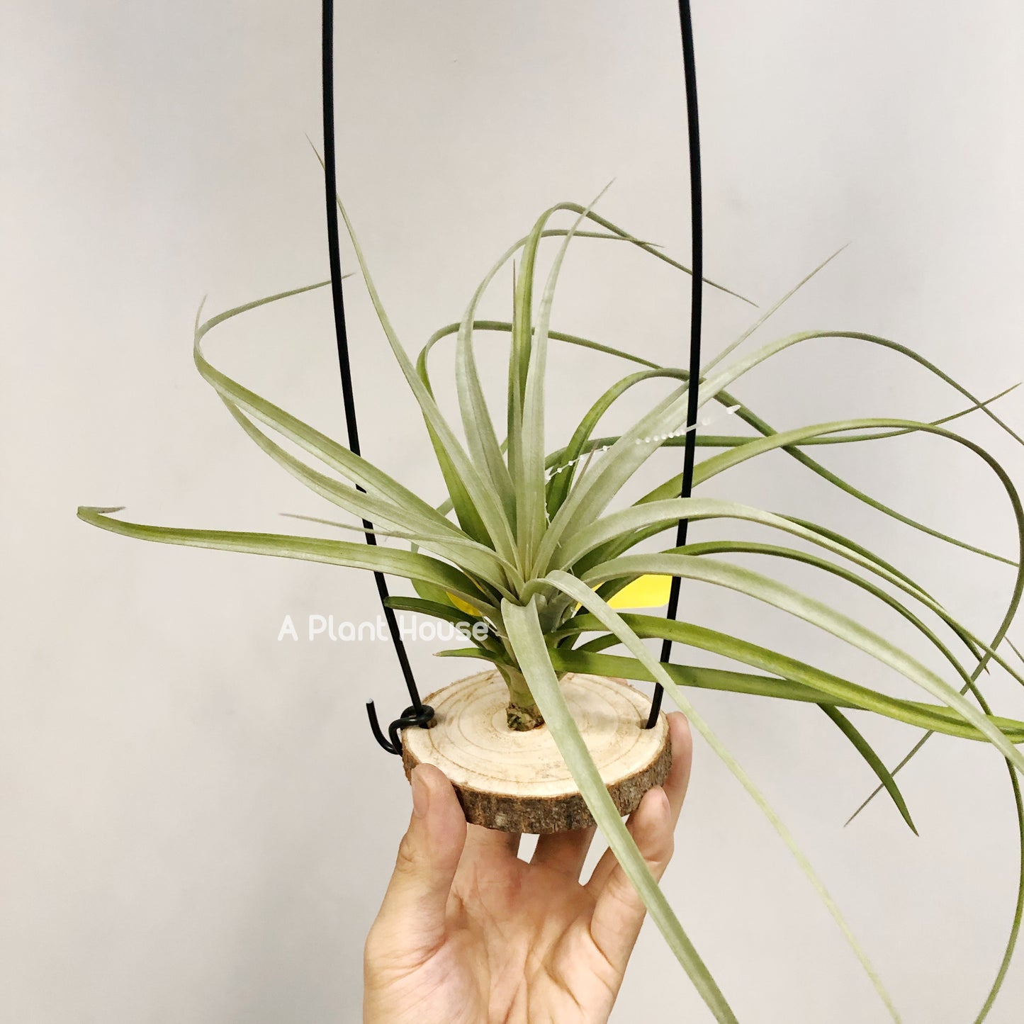 Tillandsia Zacapanensis x Floridiana