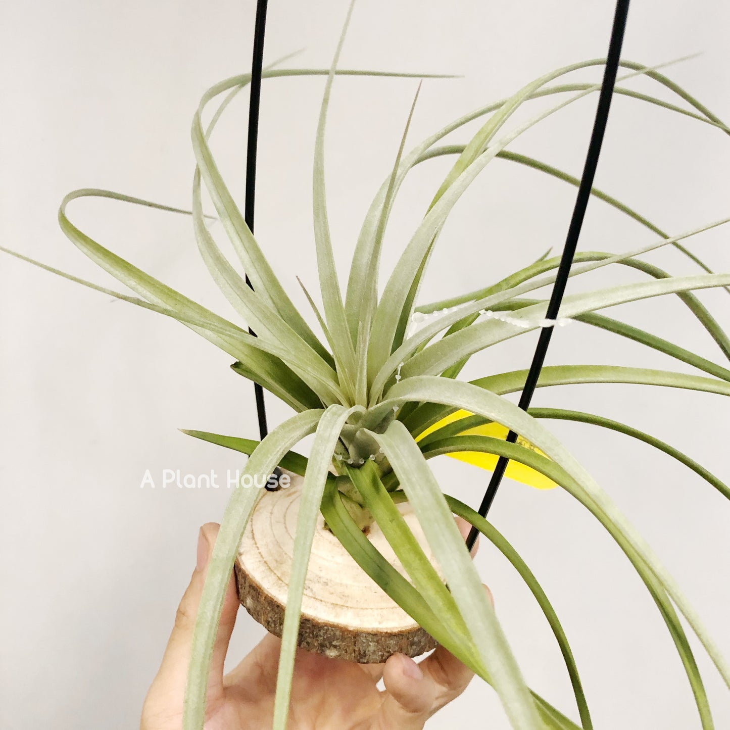 Tillandsia Zacapanensis x Floridiana