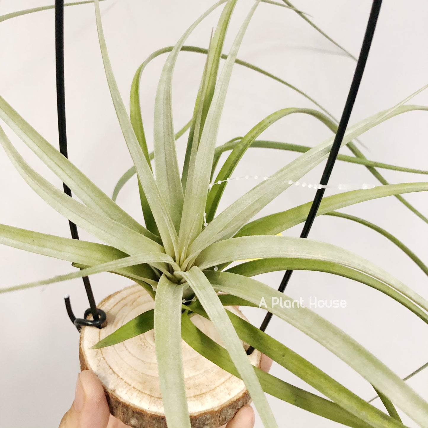 Tillandsia Zacapanensis x Floridiana