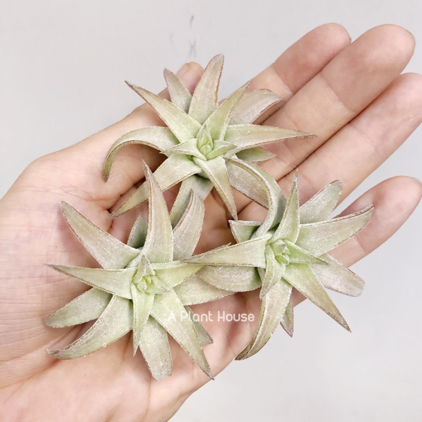 Tillandsia Ionantha V. Van-Hyningii Jumbo