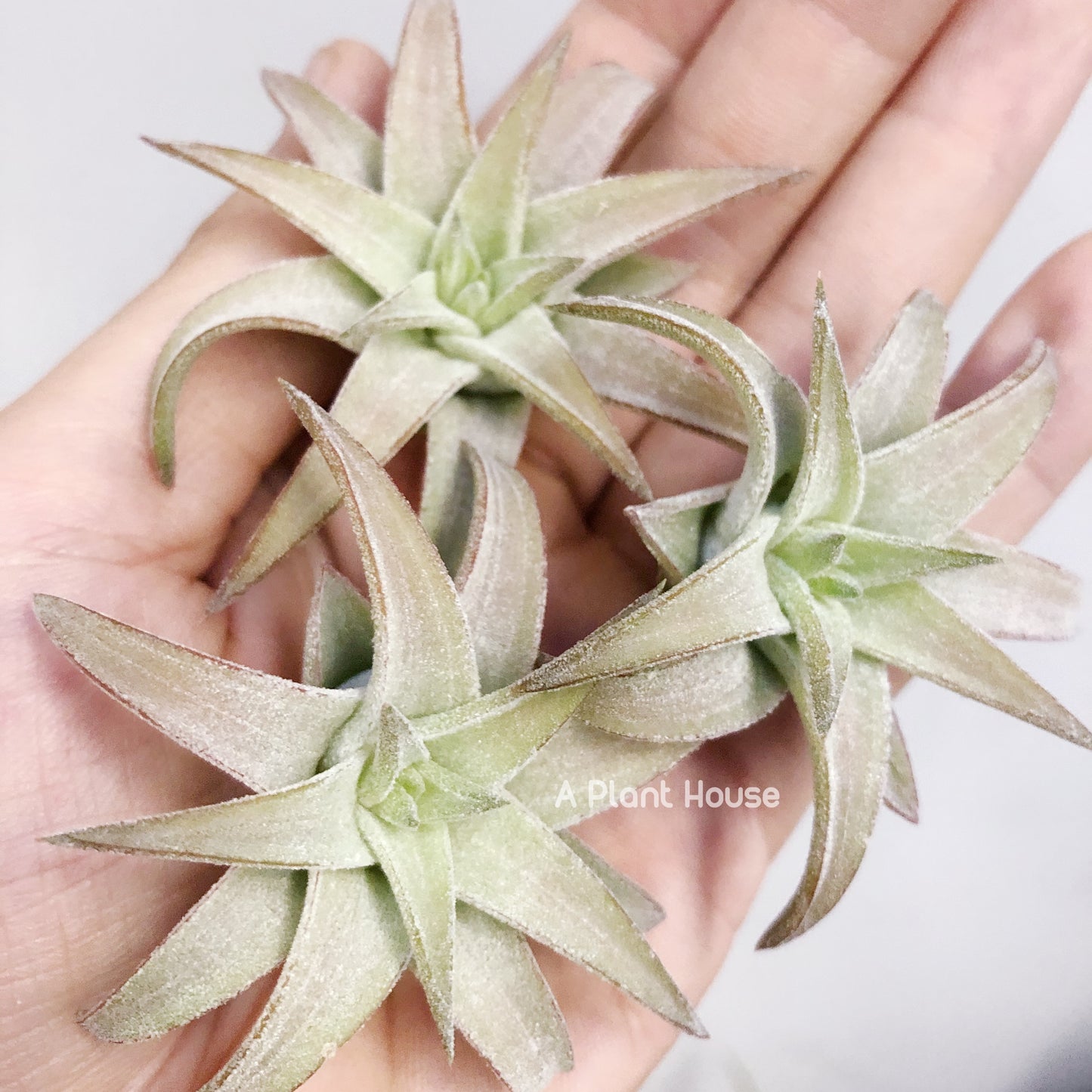 Tillandsia Ionantha V. Van-Hyningii Jumbo