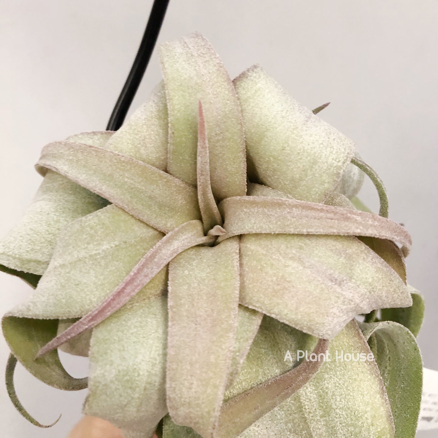 Tillandsia Regal Rene