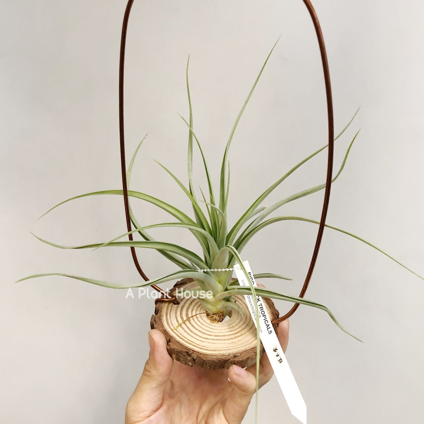 Tillandsia Awesome Amber