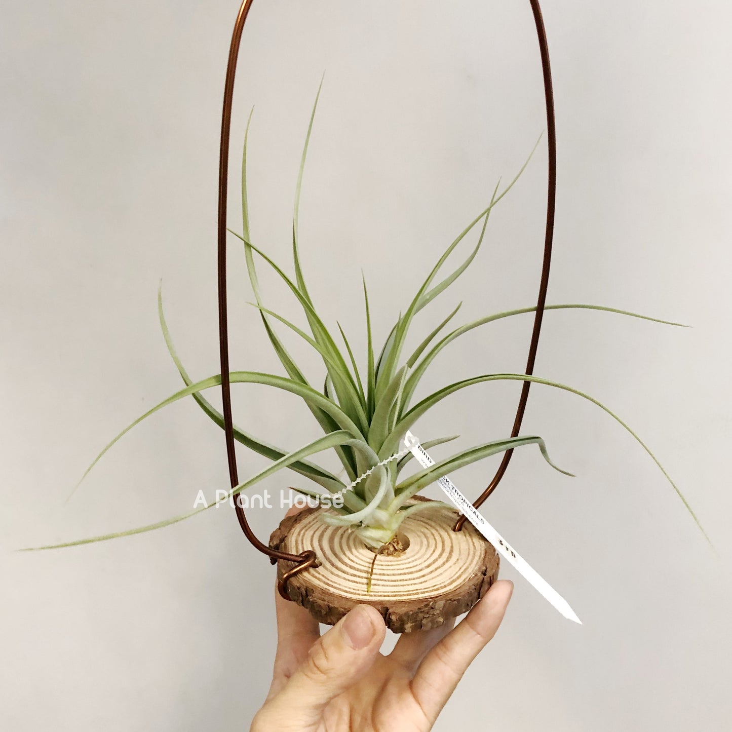 Tillandsia Awesome Amber