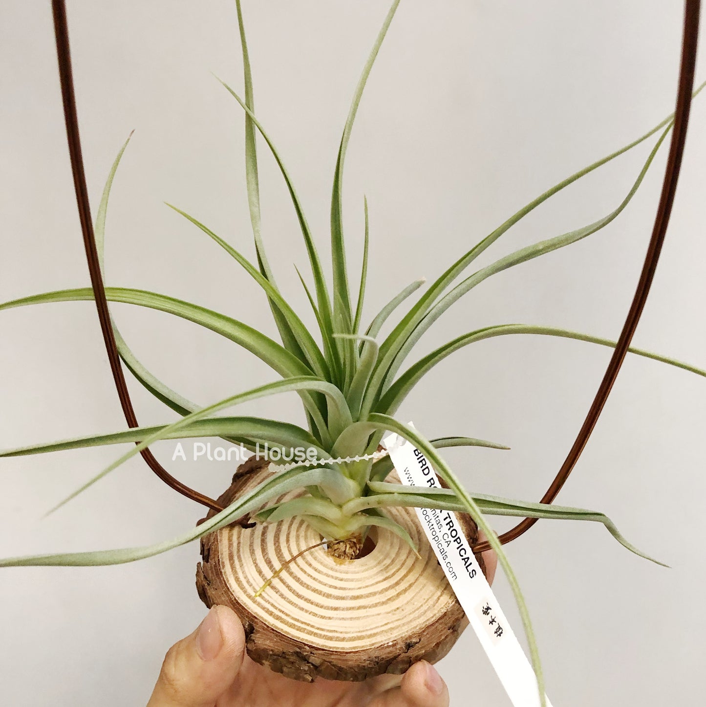 Tillandsia Awesome Amber