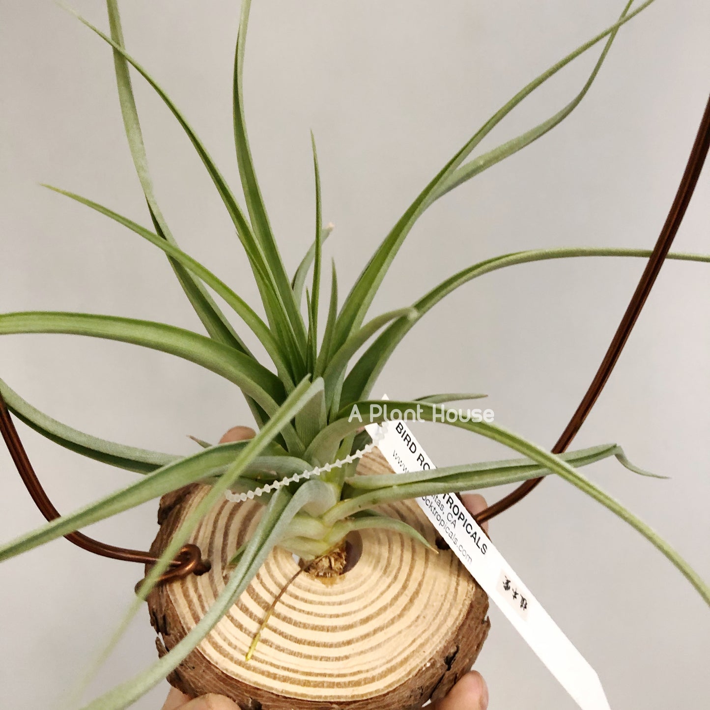 Tillandsia Awesome Amber