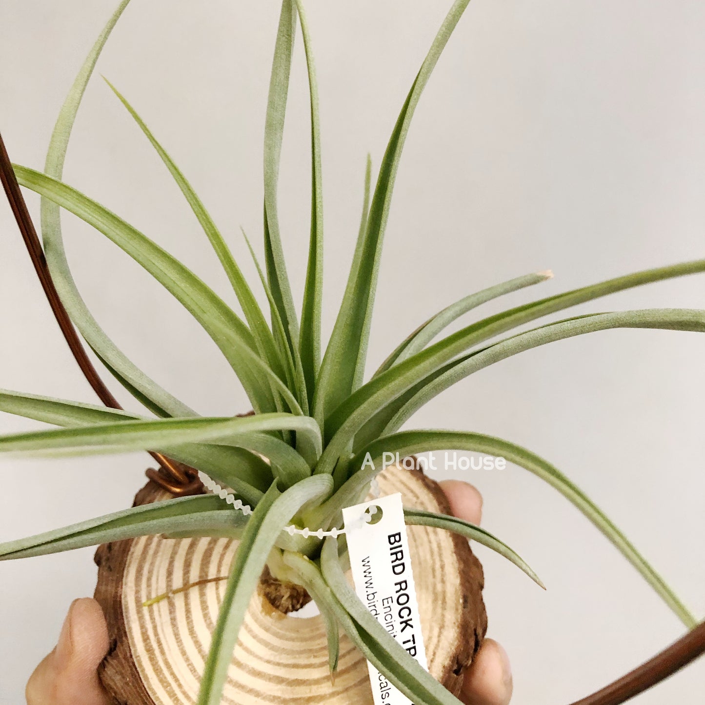 Tillandsia Awesome Amber