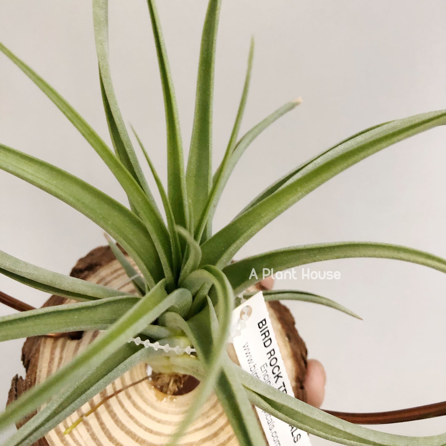 Tillandsia Awesome Amber