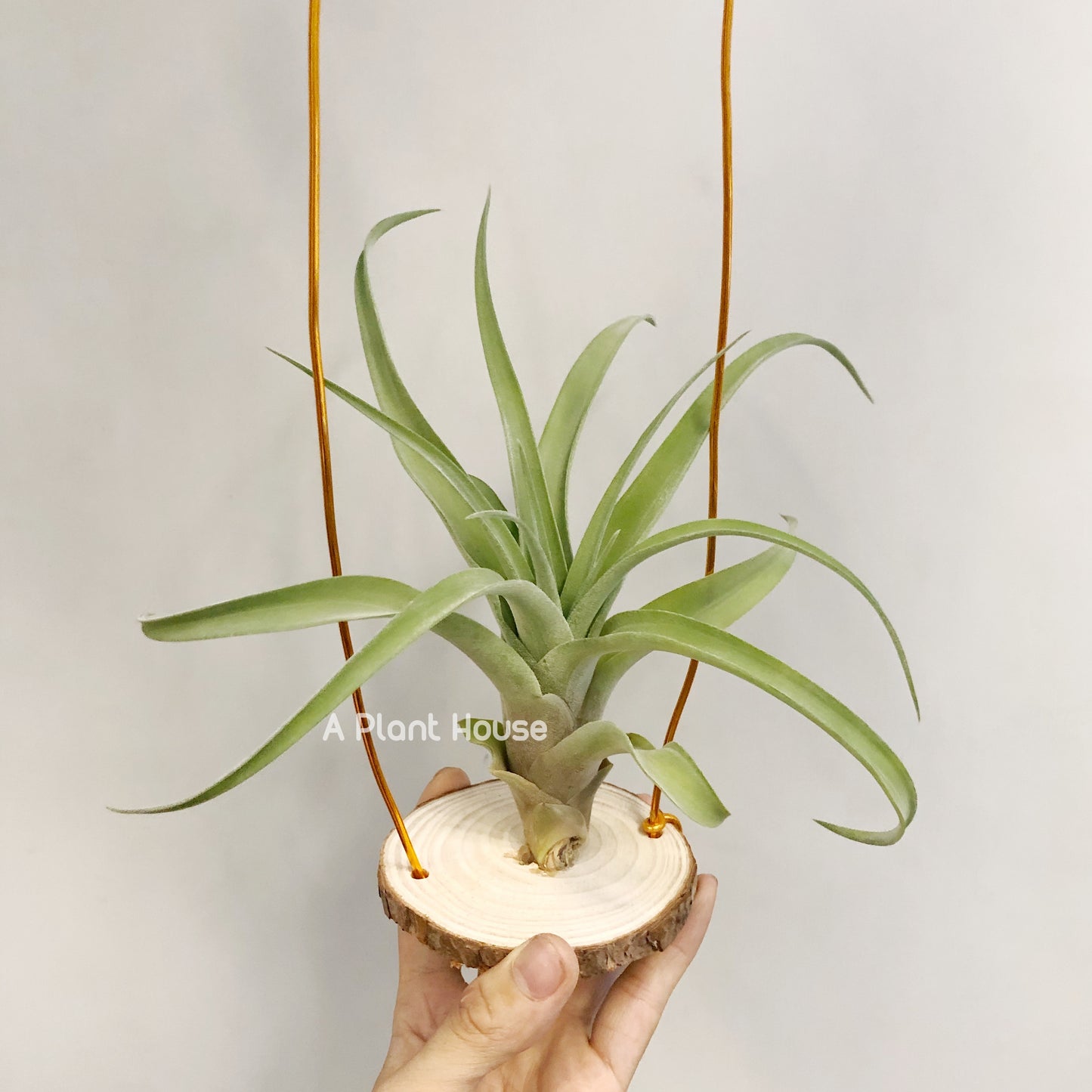 Tillandsia My Sweet Rose