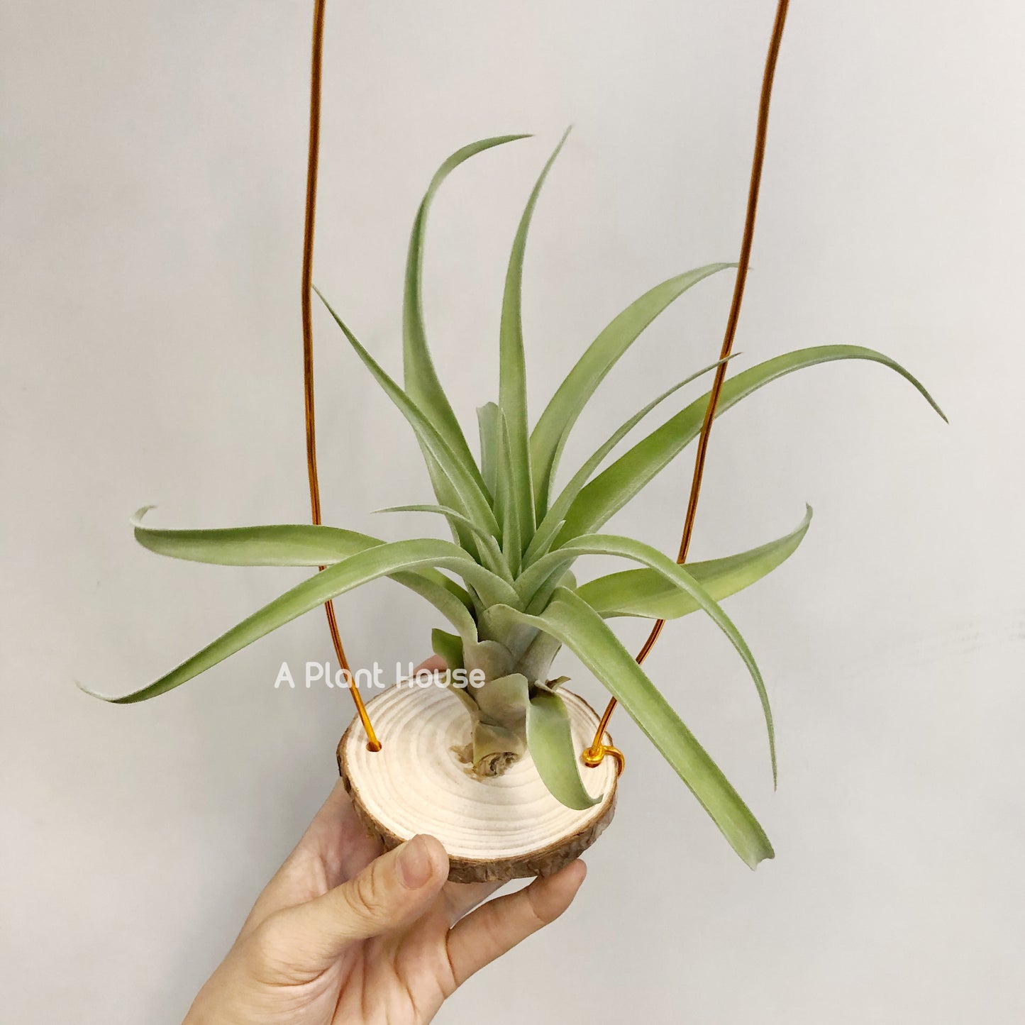 Tillandsia My Sweet Rose
