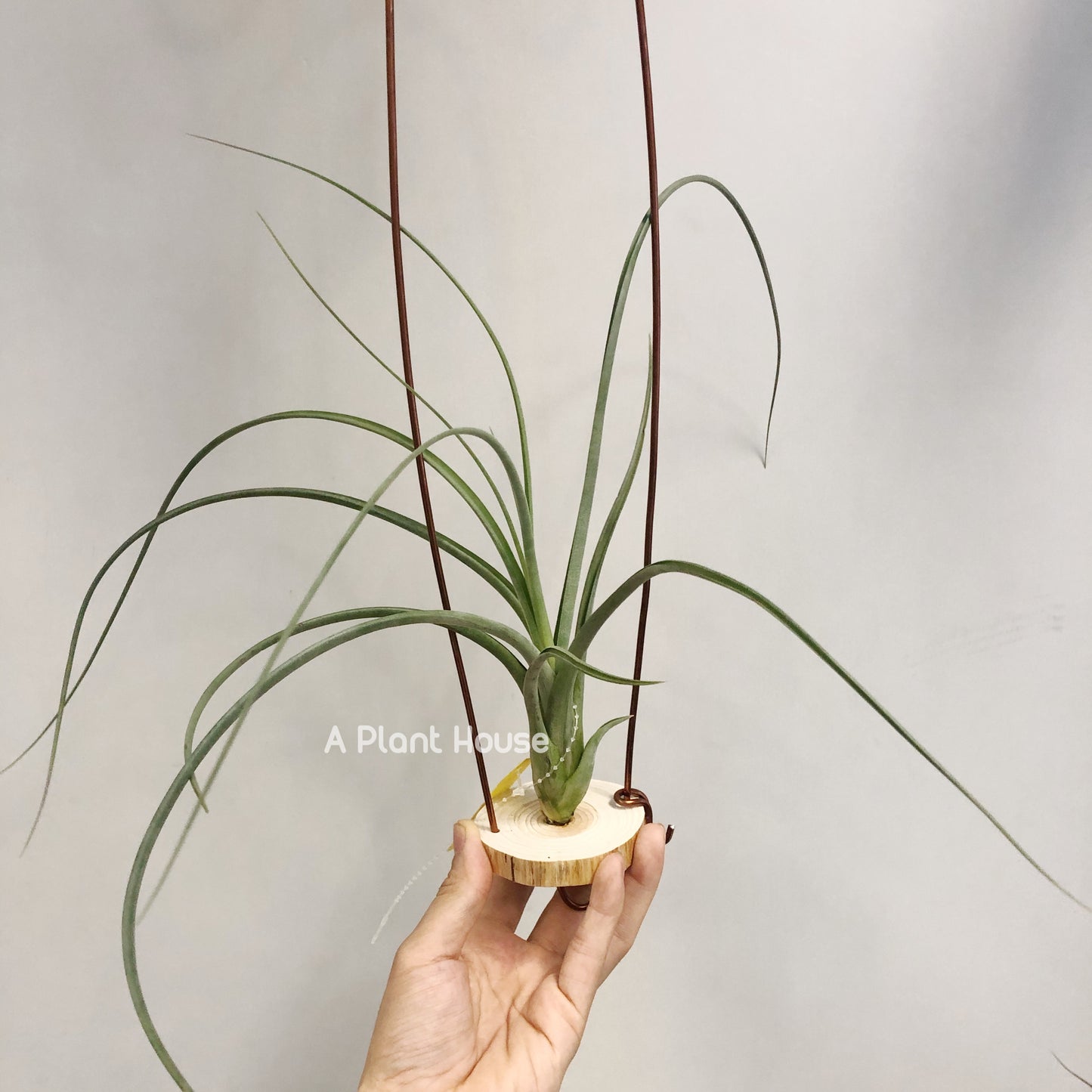 Tillandsia Capitata-Medusae x Flabellata