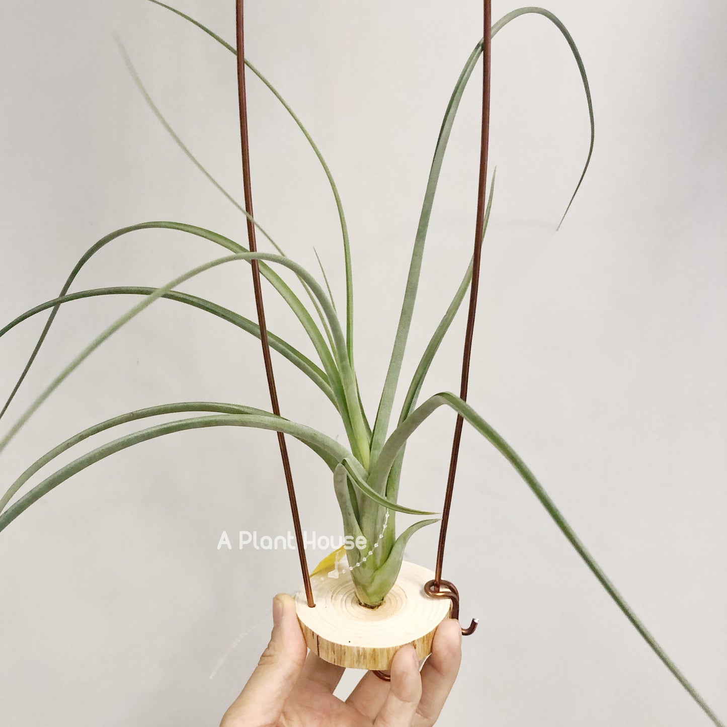Tillandsia Capitata-Medusae x Flabellata