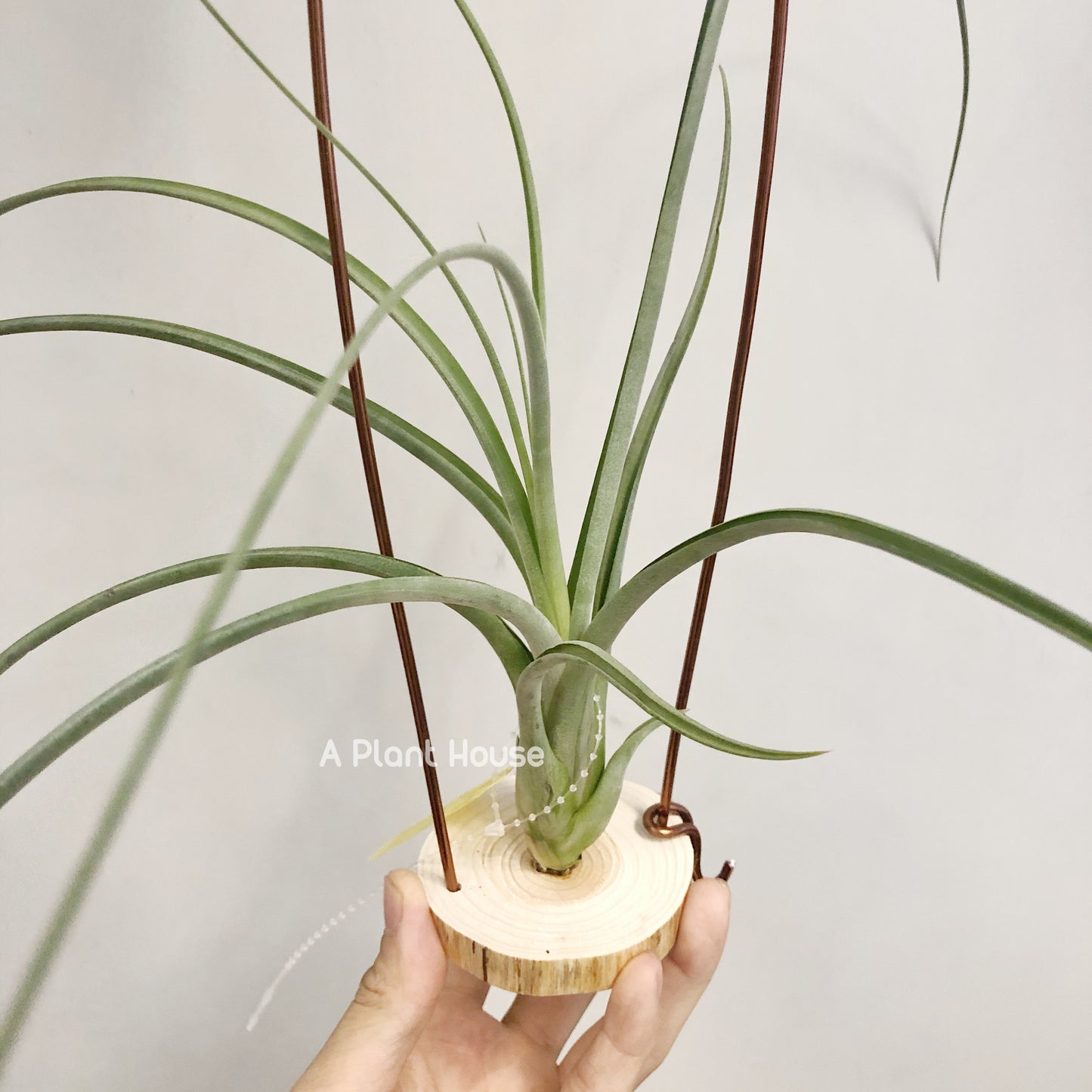 Tillandsia Capitata-Medusae x Flabellata