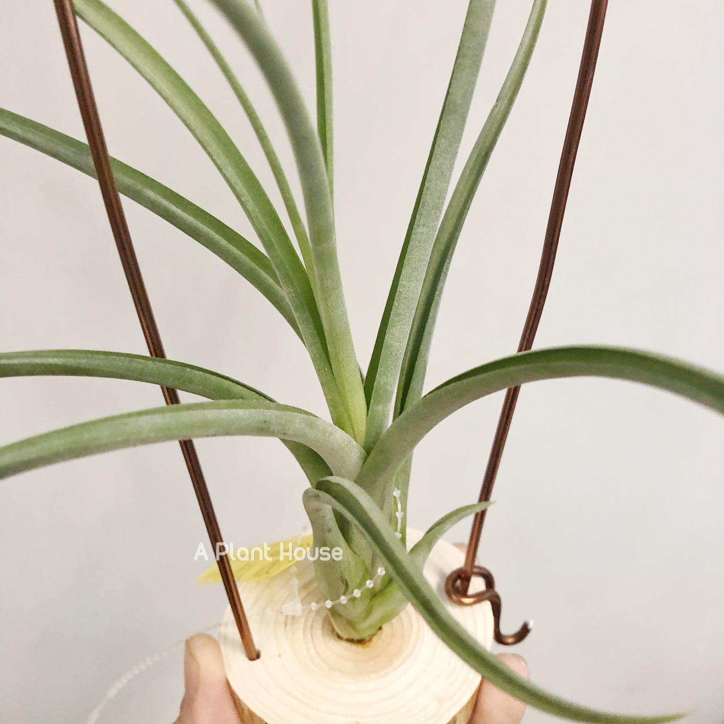 Tillandsia Capitata-Medusae x Flabellata