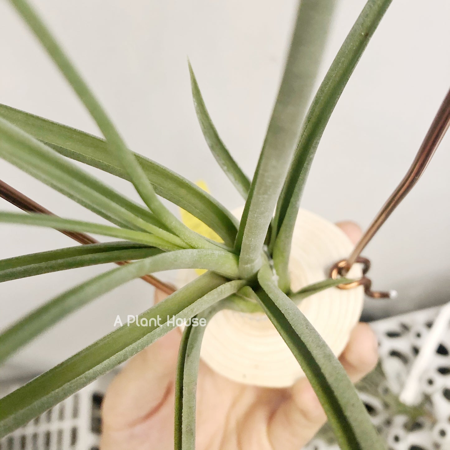 Tillandsia Capitata-Medusae x Flabellata