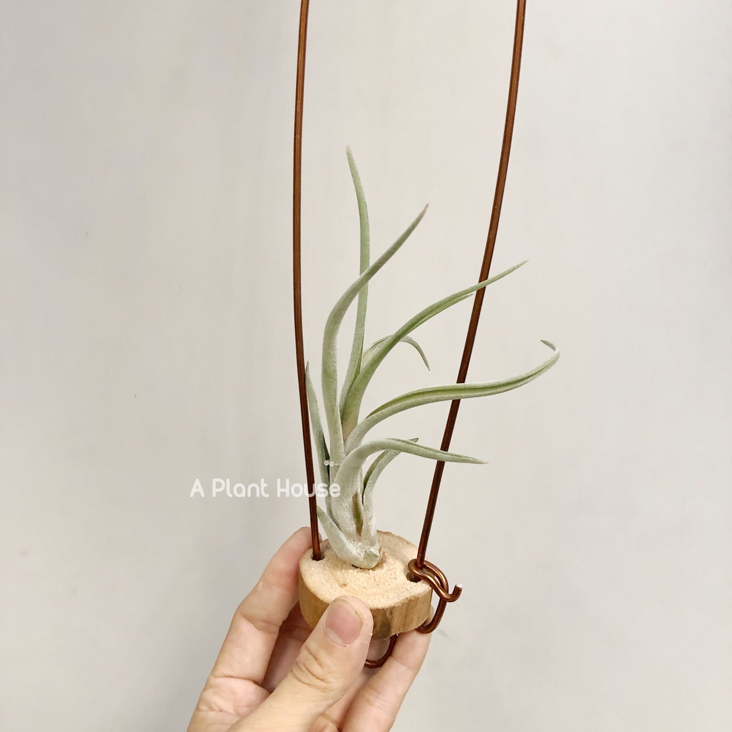 Tillandsia Sherbert x Guerreroensis