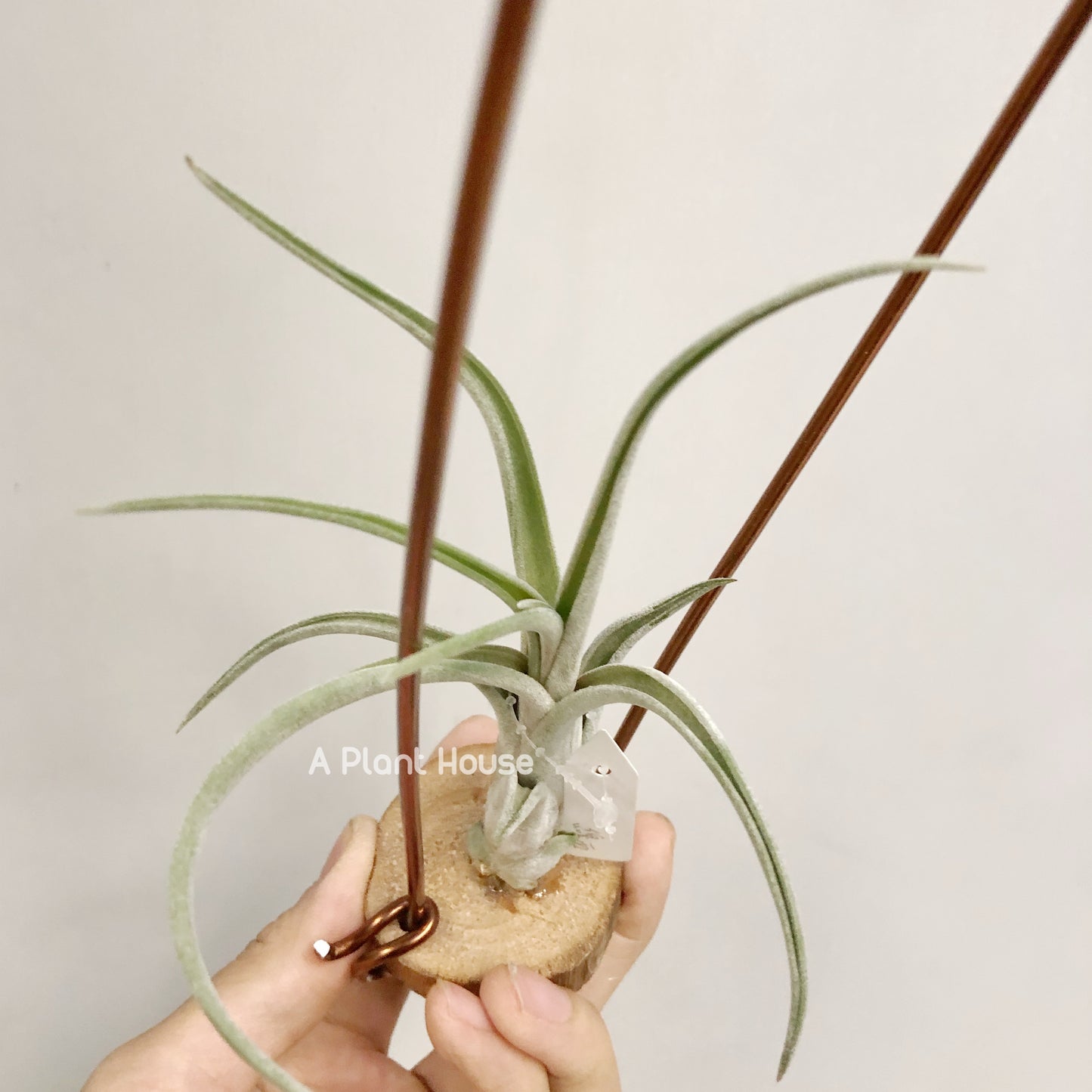 Tillandsia Sherbert x Guerreroensis
