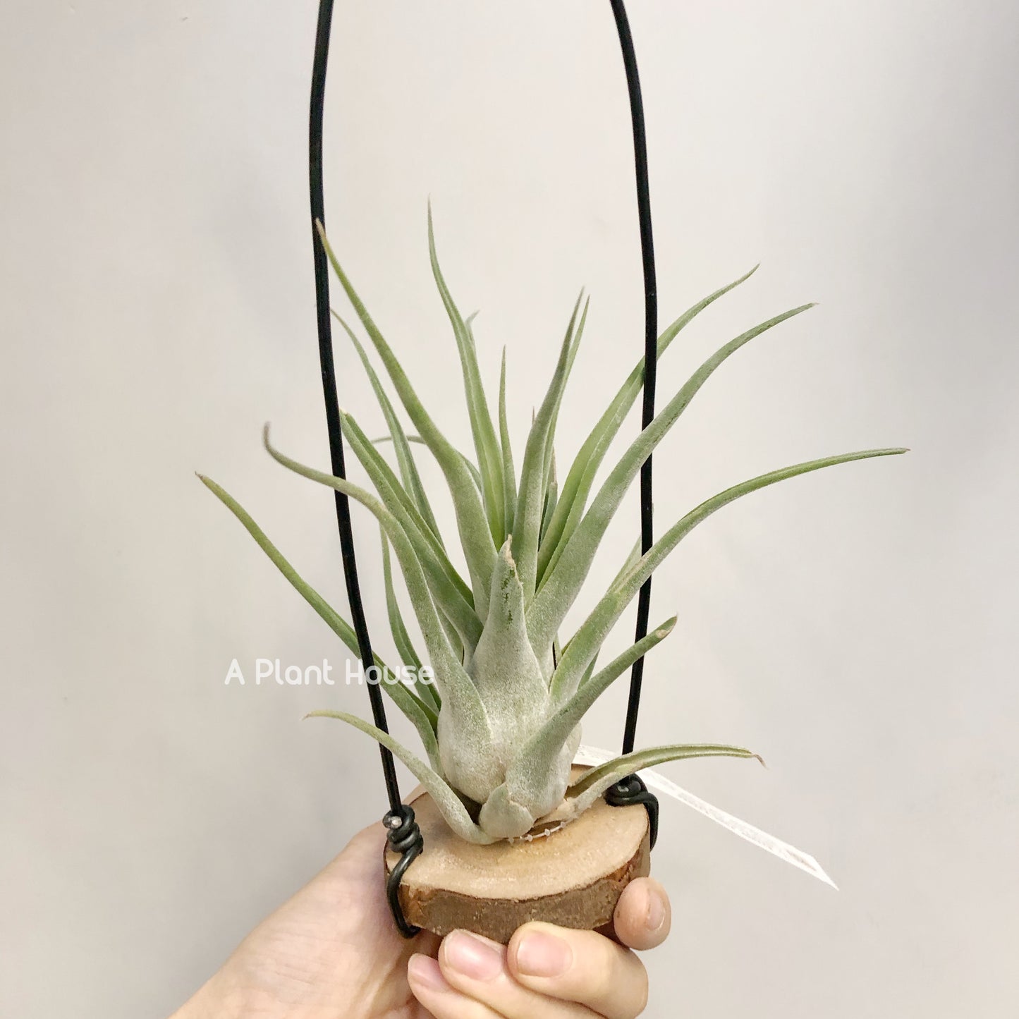 Tillandsia Bishop John Fisher