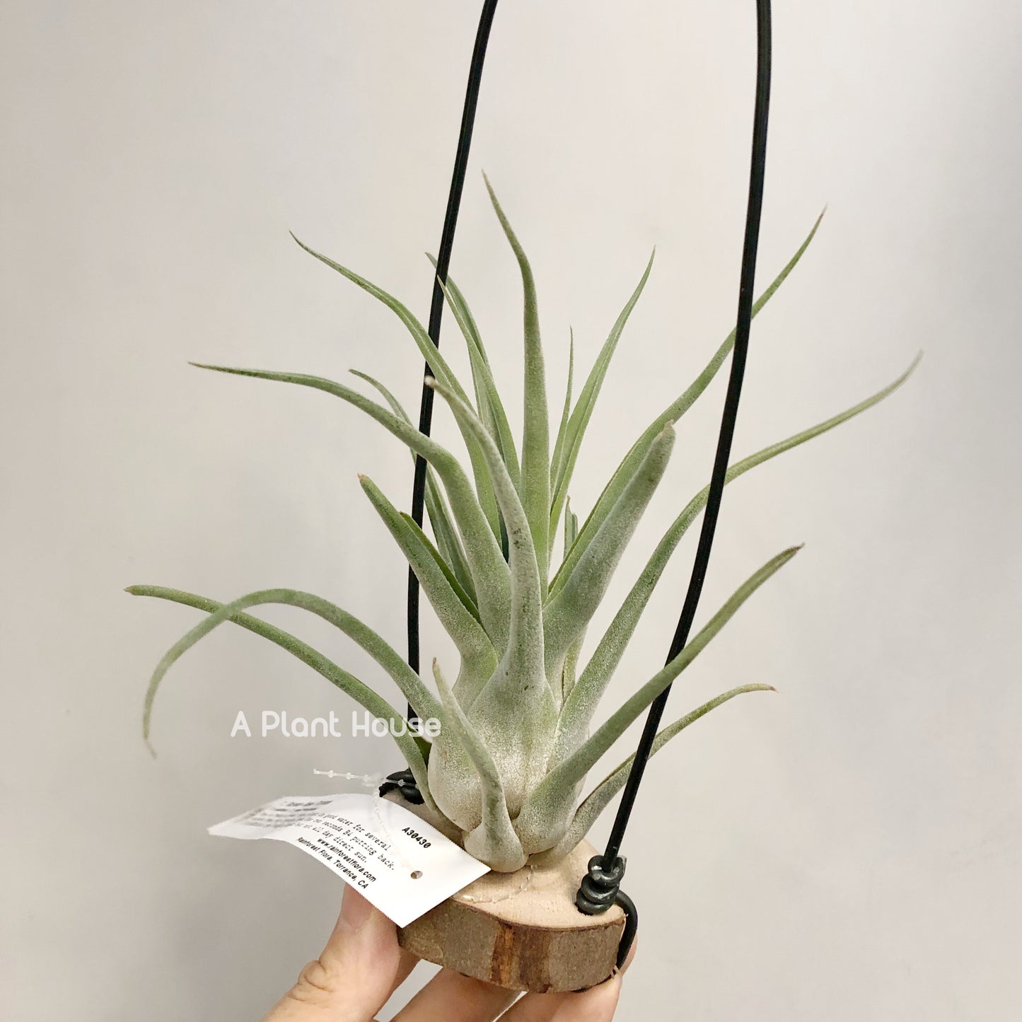 Tillandsia Bishop John Fisher