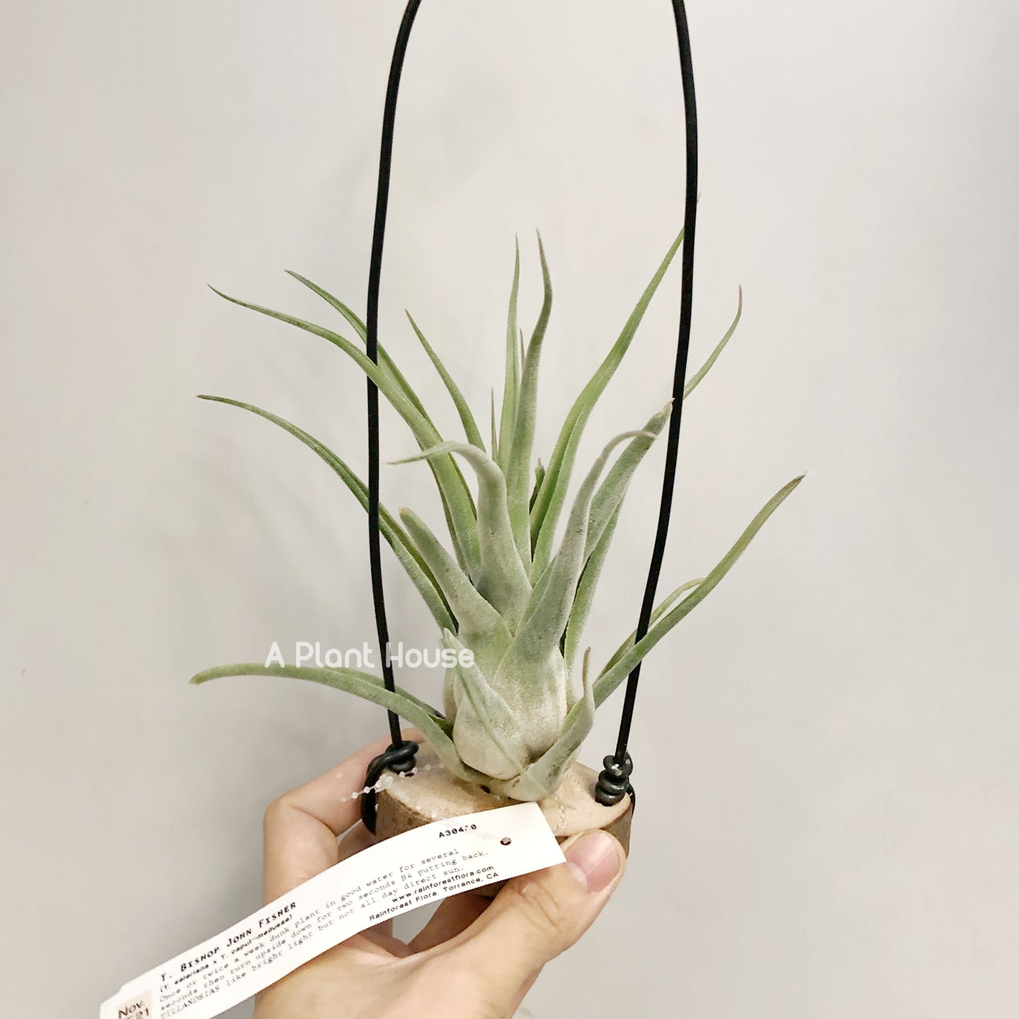 Tillandsia Bishop John Fisher