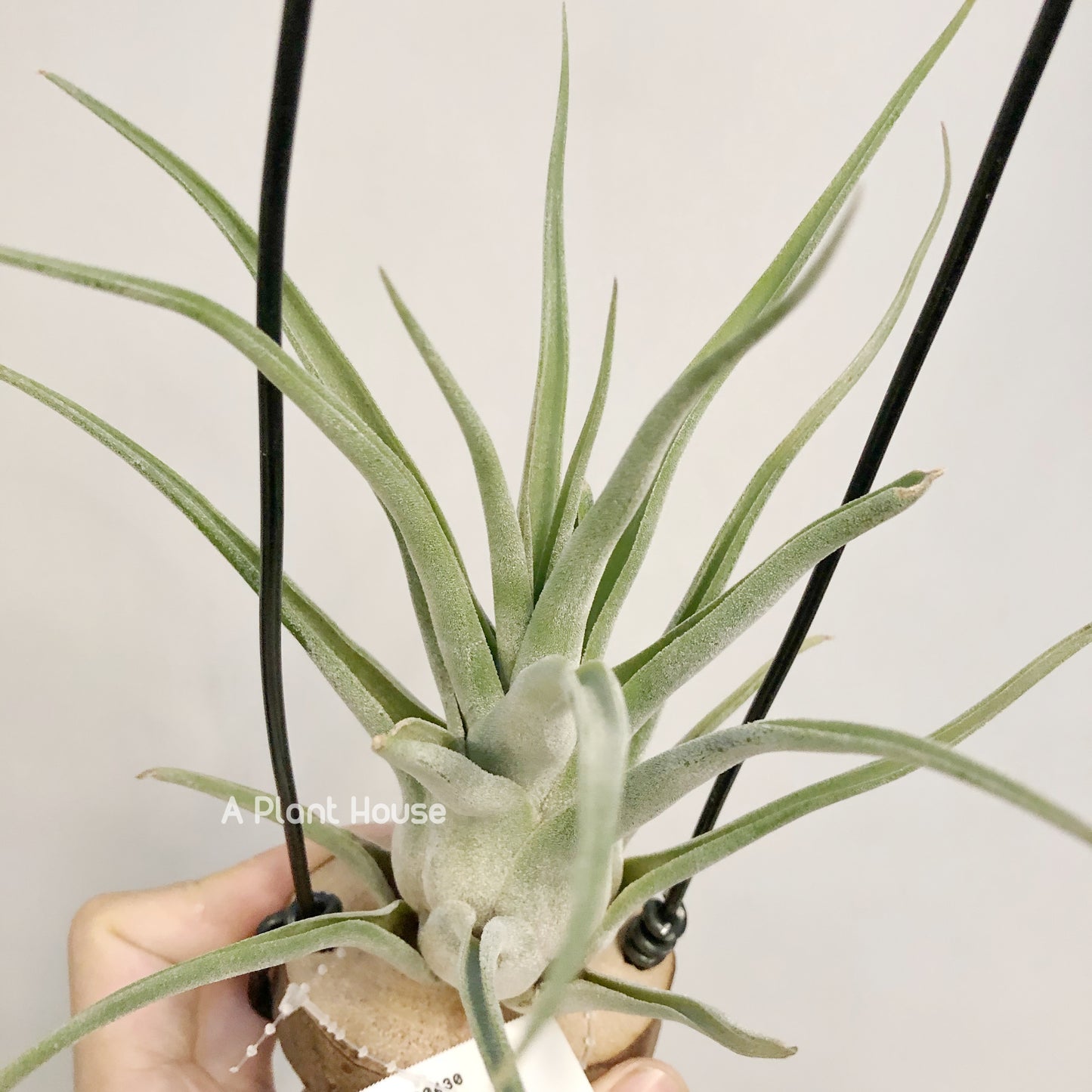 Tillandsia Bishop John Fisher